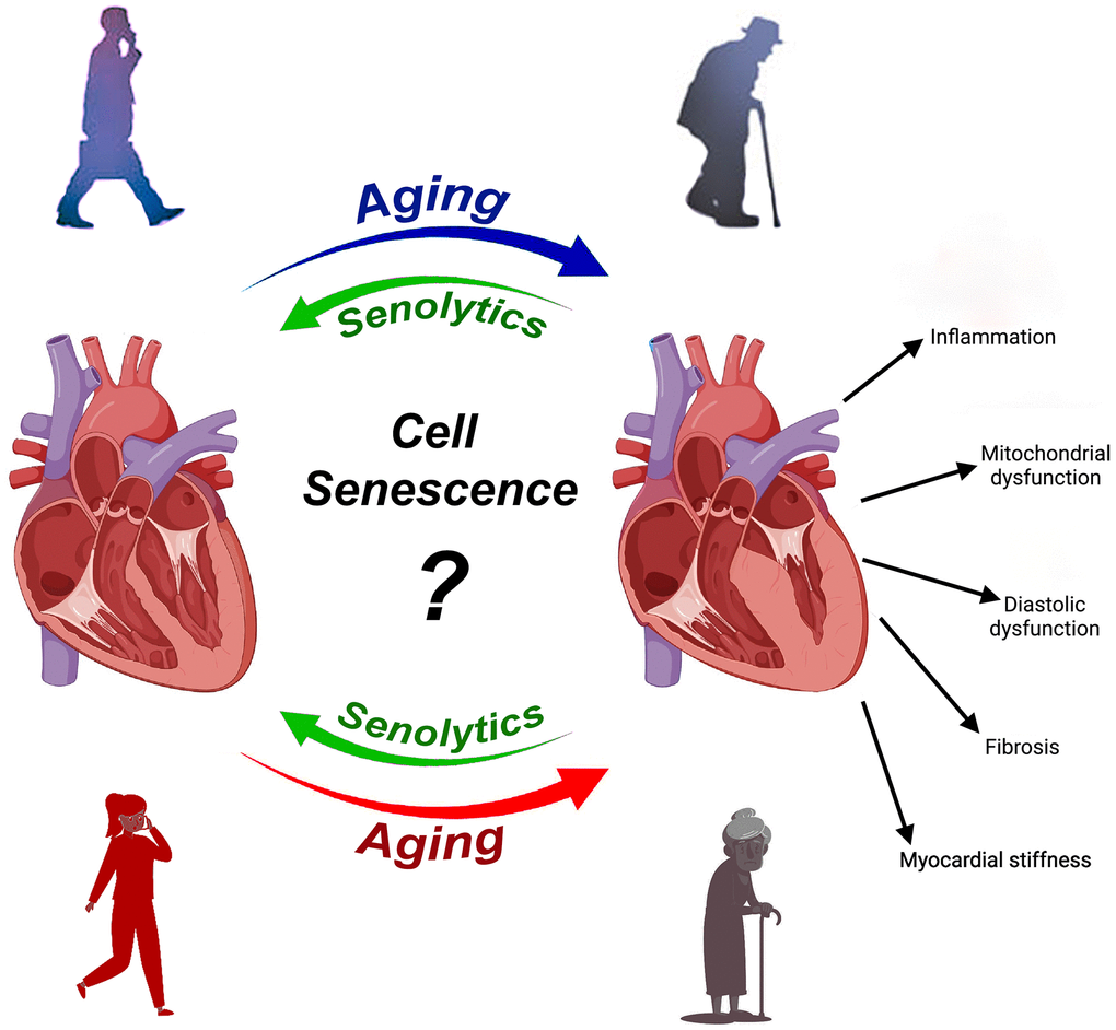 Aging results in structural deteriorations and functional decline of the heart. One central mechanism of aging is cell senescence and several studies have provided evidence that clearing senescent cells with senolytics in male rodents ameliorate cardiac decline and dysfunction with aging and in aged mice with ischemic cardiomyopathy. That senescence is central to cardiac aging in female sex remains unaddressed. Nevertheless, we demonstrated for the first time that senescence clearance by senolytics improves cardiac remodeling and function after myocardial infarction in very old female mice [7].