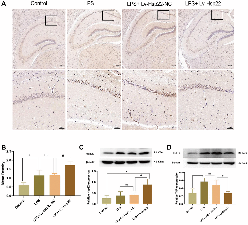 Hsp22 levels were increased in hippocampus tissue after LPS stimulation and increased expression after Hsp22 pretreatment. (A, B) Immunohistochemical staining images of Hsp22(*p p > 0.05, LPS vs. LPS+Lv-Hsp22-NC; #p C) The protein band of Hsp22 and its expression (*p p > 0.05, LPS vs. LPS+Lv-Hsp22-NC; #p D) The protein band of TNF-α and its expression (*p p > 0.05, LPS vs. LPS+Lv-Hsp22-NC; #p 