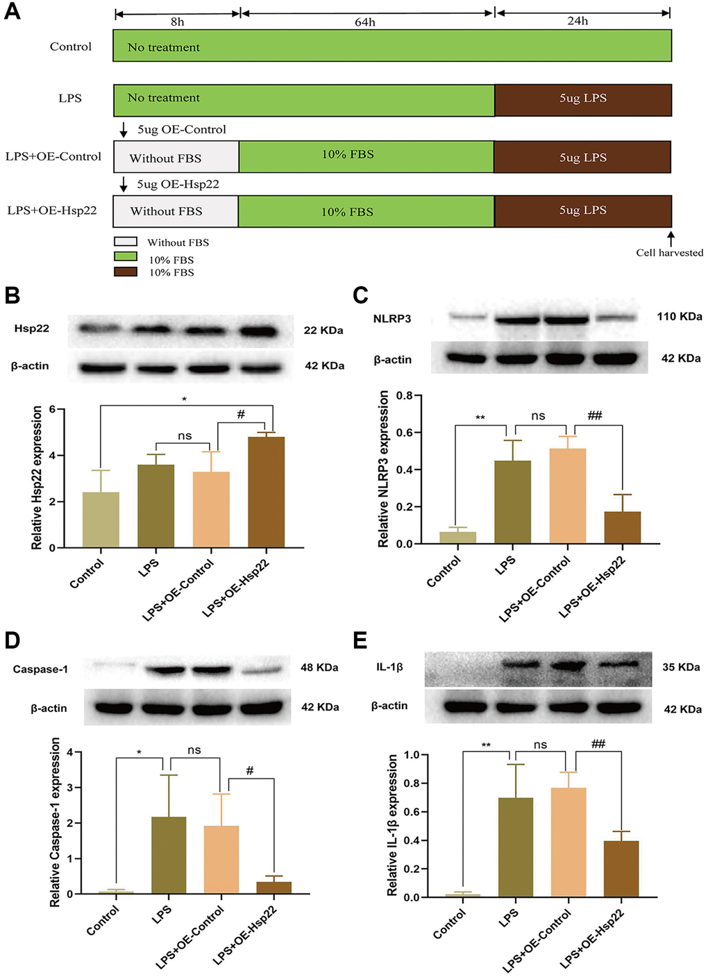 Effect of Hsp22 on LPS-induced activation of NLRP3/Caspase-1/IL-1β pathways in BV2 Microglial Cells. (A) Cell Modeling Flowchart. (B) The protein band of Hsp22 and its expression (*p p > 0.05, LPS vs. LPS+OE-Control; #p C–E) The protein band of NLRP3, Caspase-1, IL-1β and its expression. (**p *p **p p > 0.05, LPS vs. LPS+OE-Control; ##p #p ##p 