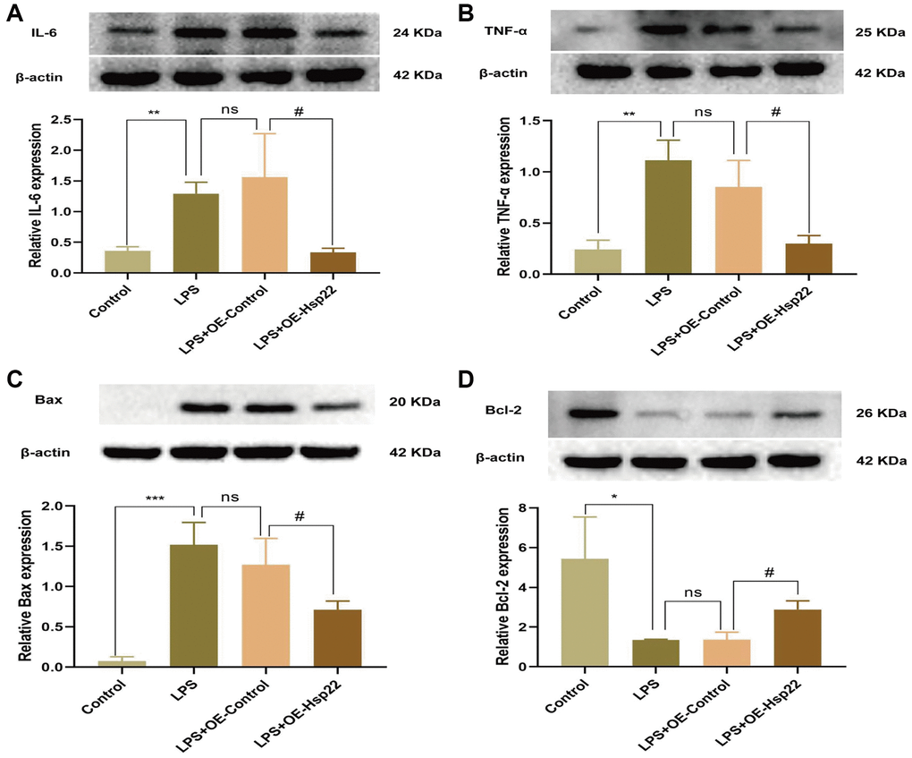 Hsp22 overexpression pretreatment alleviates BV2 microglial cells inflammation and apoptosis induced by LPS. The protein band of IL-6 (A), TNF-α (B) and its expression (**p **p p > 0.05, LPS vs. LPS+OE-Control; #p #p C) The protein band of Bax and its expression (D); The protein band of Bcl2 and its expression (***p *p p > 0.05, LPS vs. LPS+OE-Control; #p #p 