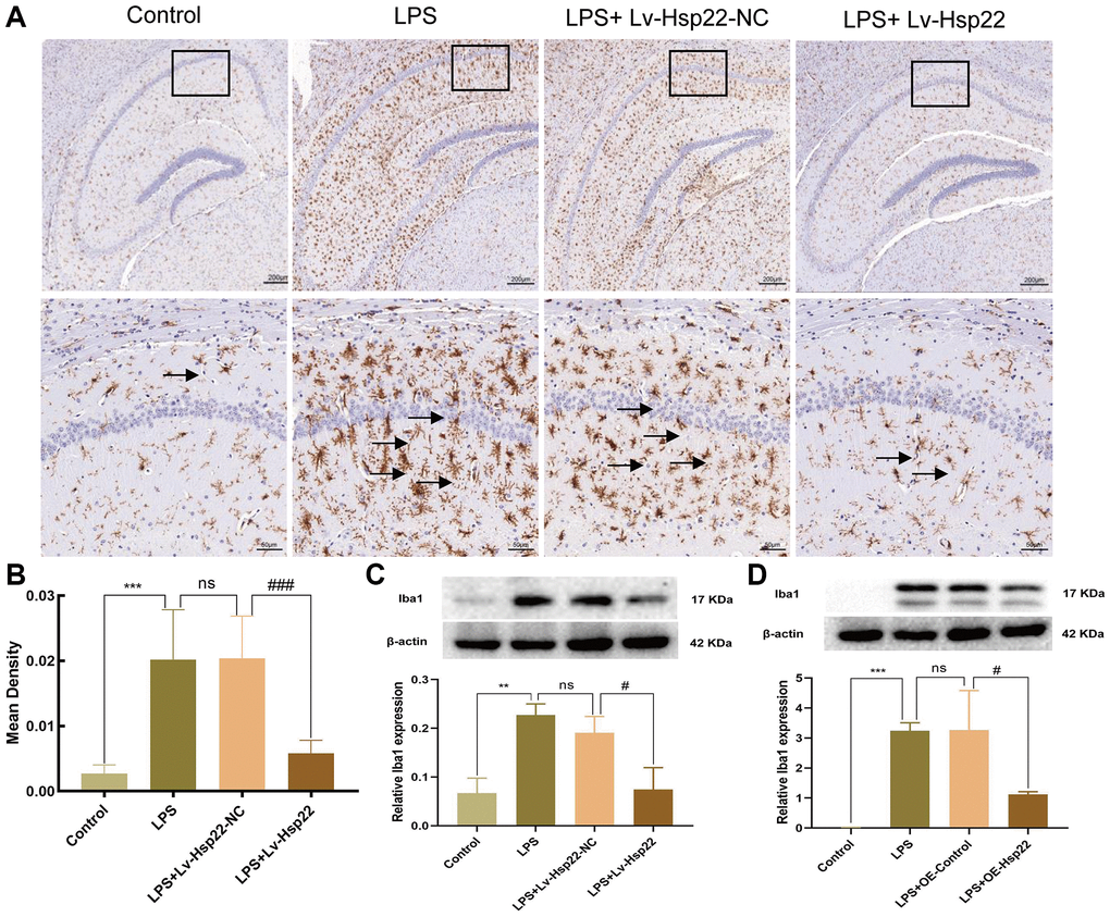 Hsp22 overexpression pretreatment alleviates Iba1 activation induced by LPS. (A, B) Immunohistochemical staining images of Iba1(***p p > 0.05, LPS vs. LPS+Lv-Hsp22-NC; ###p C) The protein band of Iba1 and its expression in Hippocampus tissue (**p p > 0.05, LPS vs. LPS+Lv-Hsp22-NC; #p D) The protein band of Iba1 and its expression in BV2 Microglial Cells. (***p p > 0.05, LPS vs. LPS+OE-Control; #p 