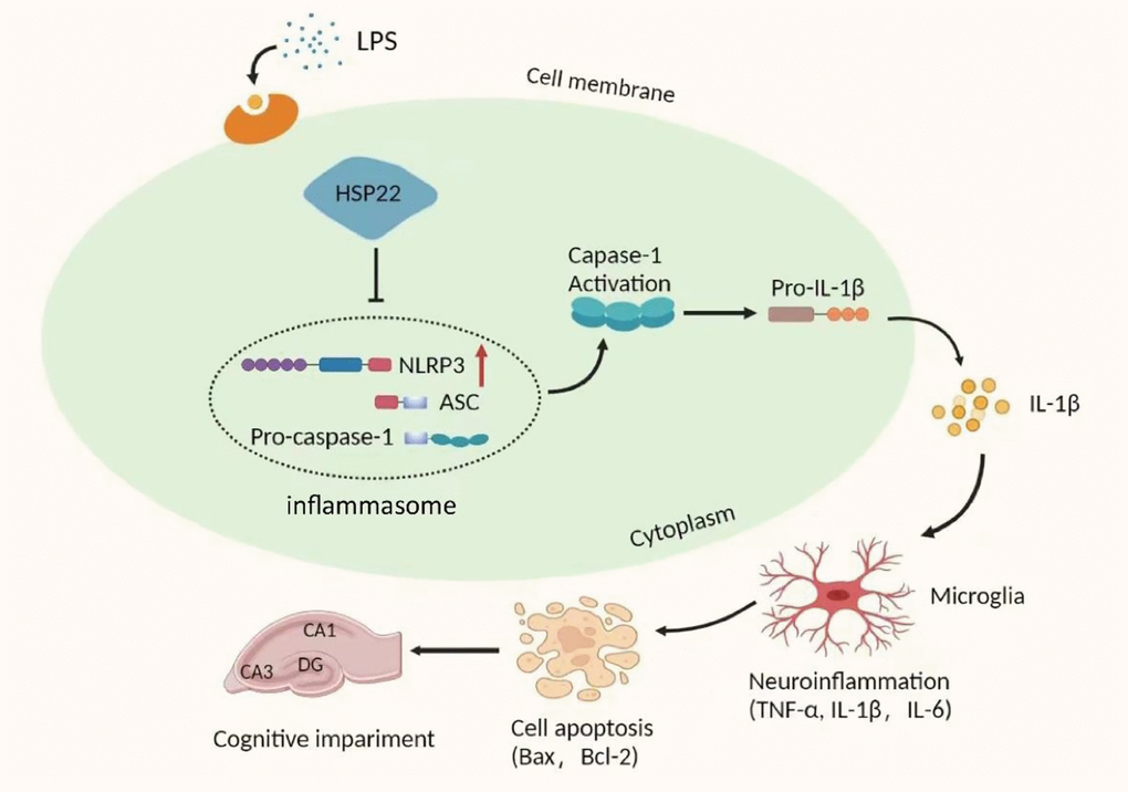 Schematic depicting the potential mechanism of action of the NLRP3/caspase-1/IL-1β axis in LPS-induced hippocampal neuroinflammation and cognition. LPS upregulates the expression of Hsp22, which then activates the NLRP3 inflammasome leading to activation of caspase-1, which cleaves pro-IL-1β to IL-1β. As a result, hippocampal neuroinflammation levels are elevated and induce cognitive impairment.