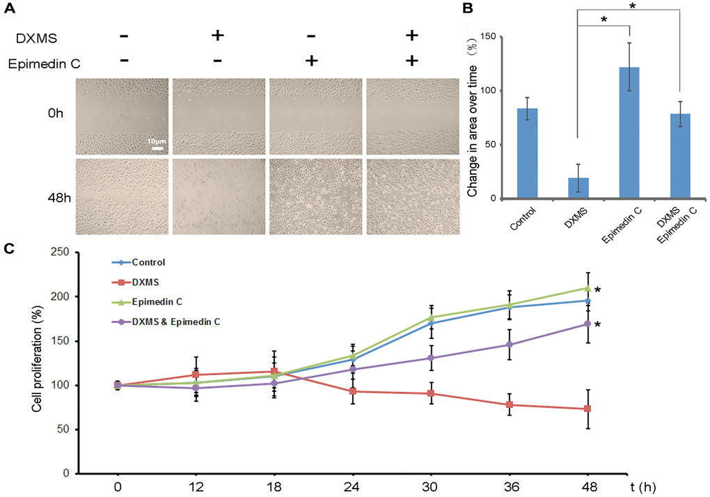 Epimedin C enhances migration of osteoblasts in dexamethasone treatment. (A) A Following scratch wound, application of Epimedin C accelerated migration of osteoblasts. (B) Change in area over time for osteoblasts at 48 h after treatment was quantified. n = 6 independent experiments. *p C) Cell proliferation was measured by BrdU assay. OB cells were seeded in a 96-well plate with serum at basal concentrations. Finally, 10 μM BrdU was added to the plate and cells were incubated for 4 hr. Data are shown as mean ± sd.