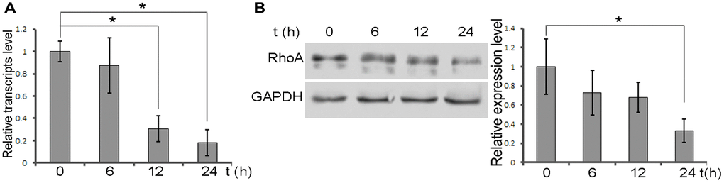 DXMS suppress the expression of RhoA. (A) Total RNAs were extracted from OB at 6, 12, 24 h post treatment DXMS. The relative transcripts level verified by qPCR. (B) Protein level of RhoA confirmed by immunoblot.