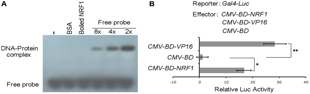 DNA-binding and transcription activation activity of NRF1. (A) EMSA analysis of the binding of NRF1 to RhoA promoter. Proteins were incubated with biotin-labeled probe in the absence or presence of 8- to 2-fold of unlabeled probes for 30 min. (B) DLR assay of NRF1 transcription factor activity in OB. Asterisks indicate statistically significant differences as determined by Student's t-test (*P **P 