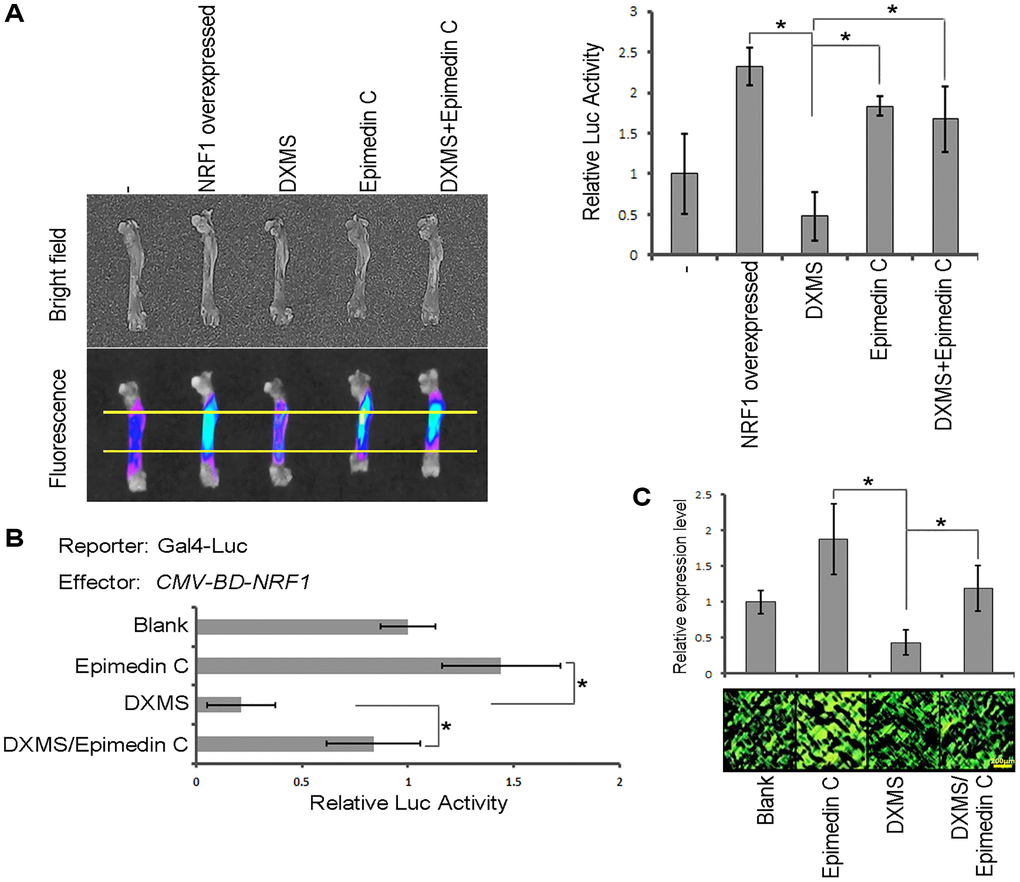 Epimedin C antagonizes the effects of DXMS. (A) Transient expression assay. Reporter Luc drive by RhoA promoter. (B) DLR assay with treatment of DXMS and/or Epimedin C. (C) IF staining for the endogenous RhoA in rodent long bone slice.