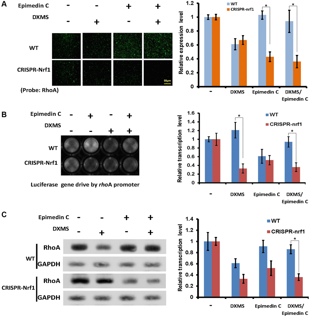 Epimedin C lost its function without Nrf1 expression. (A) OB cells probed by RhoA antibody, WT and CRISPR-Nrf1 treated with Epimedin C and DXMS in different dosage. (B) The Luc signal captured in OB cells. WT and CRISPRE-Nrf1 group treated with Epimedin C and DXMS, the Luc ORF drive by RhoA promoter exhibits the positive signal in different level. (C) Compared with WT group, the CRISPR-Nrf1 OB cells got a lower expression level of RhoA protein, even in the Epimedin C treatment condition.