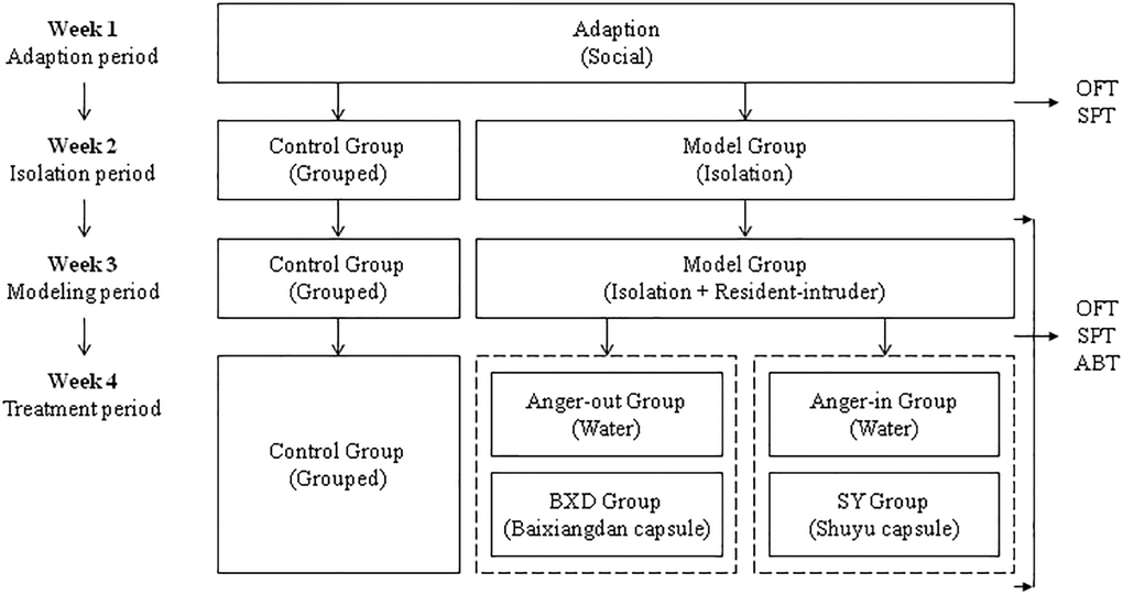 Graphic experimental timeline. Model Group: Different from the control group, including anger-out group and anger-in group. Abbreviations: OFT: Open field test; SPT: Sucrose preference test; ABT: Aggressive behavior test.