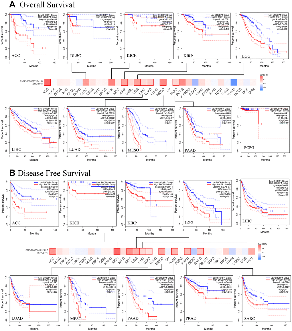 The Kaplan-Meier survival curve was applied to investigate the prognosis of SHCBP1 expression in pan-cancer. (A) Overall survival (B) Disease-free survival.