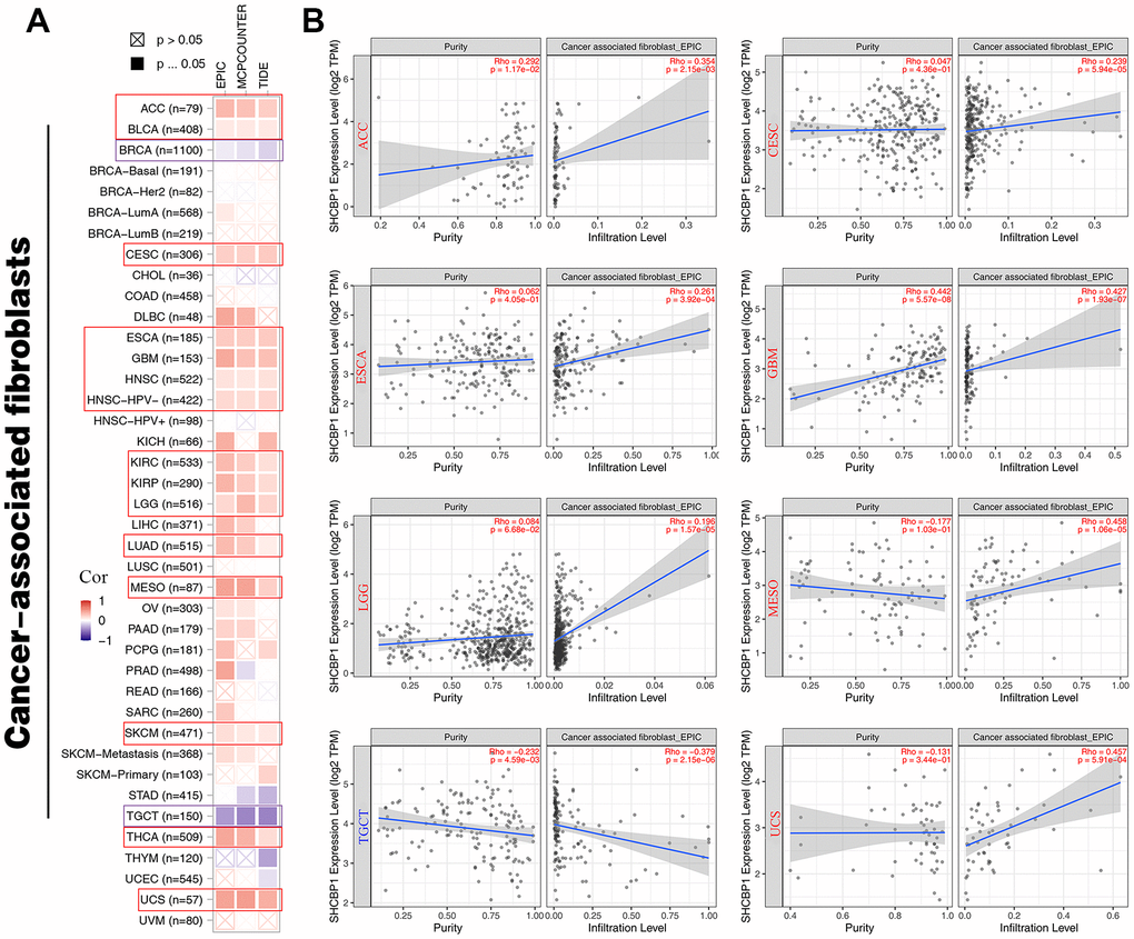 The relationship between SHCBP1 expression and cancer-associated fibroblasts in pan-cancer. (A) The EPIC, MCPCUNTER, and TIDE algorithms was conducted to investigate cancer-associated fibroblasts by heatmap. (B) The purity and infiltration level were presented in scatter plots on ACC, CESC, ESCA, GBM, LGG, MESO, TGCT and UCS.