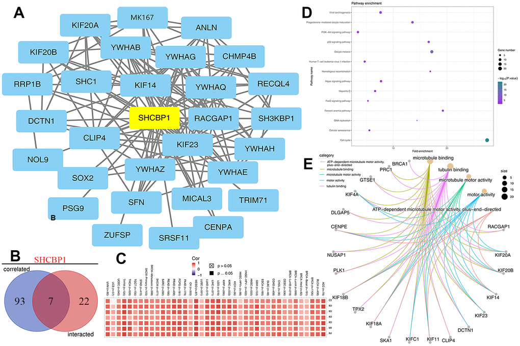 Analysis of SHCBP1 potential cellular functions. (A) The interaction network of first 50 SHCBP1-binding proteins in STING database. (B) The Venn diagram identified 7 genes (CENPA, MKI67, RACGAP1, KIF20A, KIF20B, KIF14, KIF23) based on SHCBP1-binding and related genes. (C) Heatmap analysis of the expression of 7 genes in pan-cancer. (D) Analysis of pathway enrichment. (E) The molecular function of GO analysis was investigated by Cnetplot.