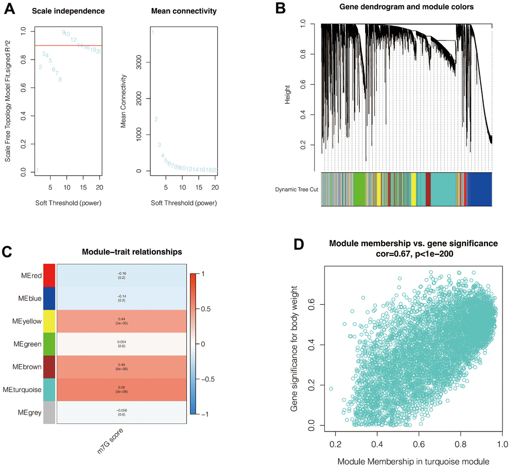 Weighted co-expression network analysis. (A) When setting a soft-zone threshold value reaches 9, R2 > 0.8, suggesting that the data fit a power-law distribution and were suitable for WGCNA analysis. Moreover, the mean connectivity fluctuates little as the soft domain value increases. (B, C) Clustering of modules. The turquoise module had the highest correlation with the M7G score. (D) The correlation coefficient between module membership correlation and gene significance for body weight was 0.67, with p 