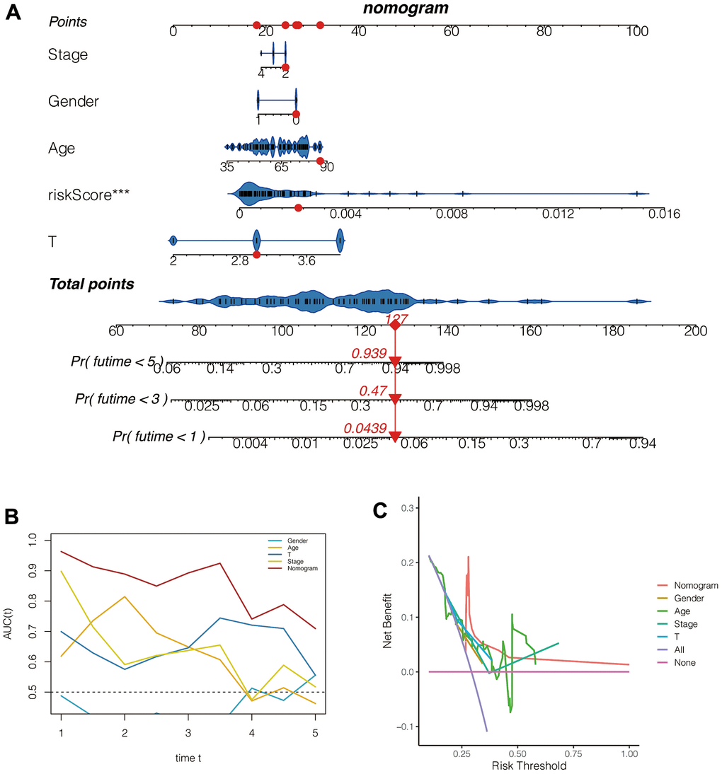 Construction and evaluation of the nomogram. (A) The nomogram. (B) The ROC curve. (C) The decision curve.