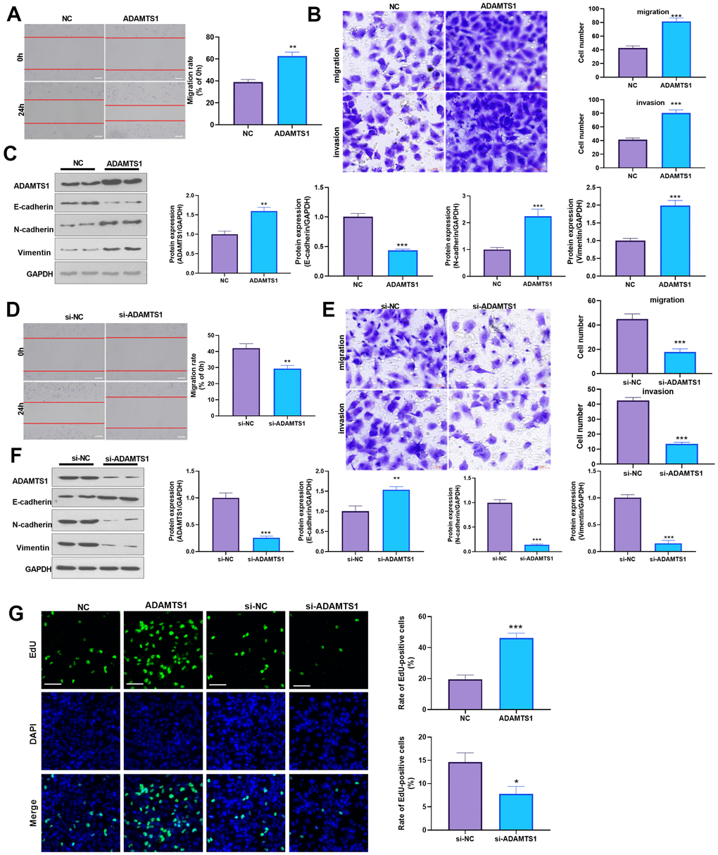 ADAMTS1 promotes migration, invasion, and EMT of H226 cells. ADAMTS1 overexpression plasmids or si-ADAMTS1 were transfected into H226 cells. (A) Wound-healing assay was used for detecting the migration of H226 cells transfected with ADAMTS1 overexpression plasmids. (B) Transwell examined the migration and invasion of H226 cells (scale bar=50 μm). (C) Protein expressions of E-cadherin, N-cadherin, and Vimentin in H226 cells were detected using Western blot. NC=negative control. (D) The wound-healing assay showed the migration of H226 cells after the knockdown of ADATMS1. (E) Transwell assays showed the migration and invasion of H226 cells after the knockdown of ADATMS1 (scale bar=50 μm). (F) Protein expressions of E-cadherin, N-cadherin, and Vimentin in H226 cells were detected using Western blot. (G) EdU staining was used for detecting cell proliferation. Scale bar=100 μm. *PPP