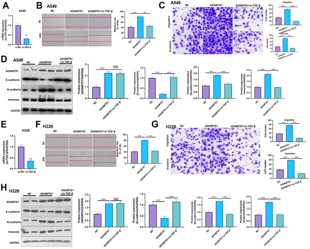 Effects of ADAMTS1 and si-TGF-β on proliferation, cycle, migration, invasion, and EMT of the NSCLC cell line A549 and H226. (A) qPCR showed that TGF-β was significantly reduced after transfecting siTGF-β into A549 cells. (B) The wound-healing assay showed migration of A549 cells co-transfected with ADAMTS1 and siTGF-β was significantly lower than that of cells transfected with ADAMTS1 (C) Transwell assay was used to detect migration and invasion of A549 cells (scale bar=50 μm). (D) Protein expressions of E-cadherin, N-cadherin, and Vimentin in A549 cells were detected using Western blot. (E) qPCR showed that TGF-β was significantly reduced after transfecting siTGF-β into H226 cells. (F) The wound-healing assay showed migration of H226 cells co-transfected with ADAMTS1 and siTGF-β was significantly lower than that of cells transfected with ADAMTS1. (G) Transwell assay was used to detect migration and invasion of H226 cells (scale bar=50 μm). (H) Protein expressions of E-cadherin, N-cadherin, and Vimentin in H226 cells were detected using Western blot. NS P>0.05, **PP