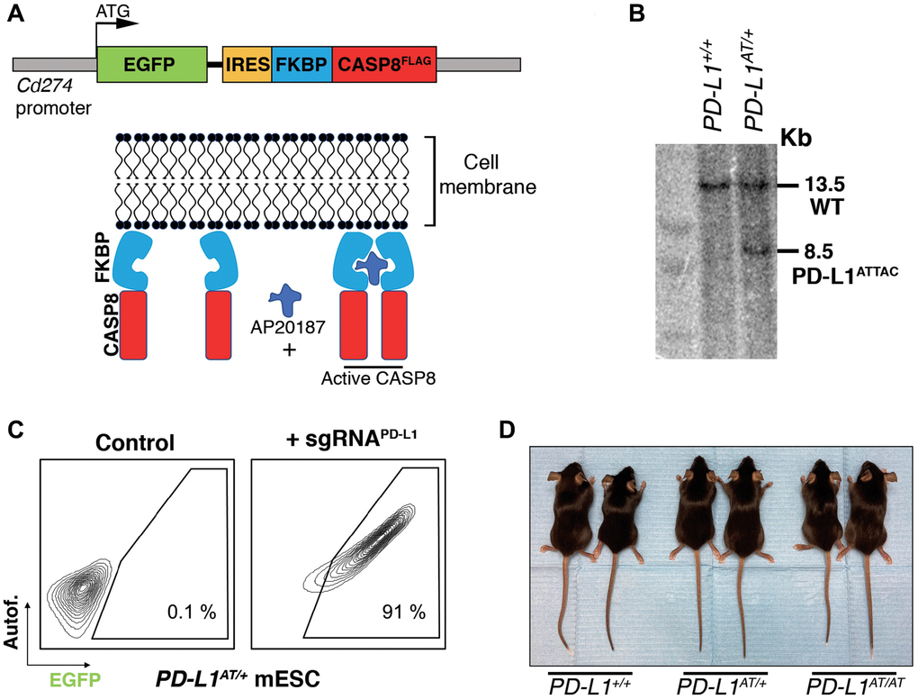 Generation of an inducible suicidal mouse model of PD-L1 (PD- L1ATTAC). (A) Scheme illustrating the construct used for the generation of PD-L1ATTAC mice. The construct is under control of Cd274 promoter and codes for EGFP as a reporter gene and a FLAG-tagged caspase 8 fused to FKBP domains, which homodimerize in the presence of AP20187 and induce apoptosis of PD-L1+ cells. (B) Southern blot illustrating the presence of mESC clones harboring the correct integration of the PD-L1ATTAC allele that were subsequently used for the generation of mutant mice. The 13.2 Kb band corresponds to the endogenous WT Cd274 gene, and the 8.5 Kb band to the knock-in PD-L1ATTAC allele. (C) FACS analyses of PD-L1 expression as monitored by EGFP in PD-L1ATTAC mESC cells harboring a dead Cas9 compatible with the SAM CRISPR activator system and transduced or not with a sgRNA against the Cd274 promoter. Percentage of EGFP+ cells is shown. (D) Representative picture from pairs of 3-month-old animals of the indicated genotypes.