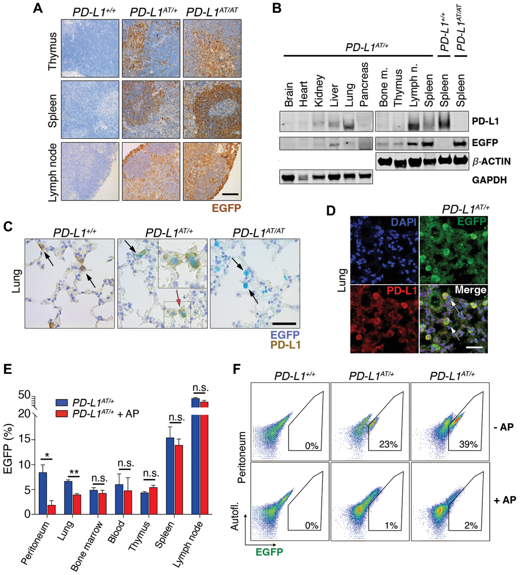 In vivo validation of the PD-L1ATTAC mouse model. (A) EGFP immunohistochemistry (IHC) from the thymus, spleen and lymph nodes of PD-L1+/+, PD-L1AT/+ and PD-L1AT/AT mice. Scale bar (black) indicates 100 μm. (B) Western blot illustrating PD-L1 and EGFP expression in different organs of PD-L1AT/+ mice and the spleen of wt and PD-L1AT/AT mice. Actin and GAPDH were used as a loading control. (C) Representative images from a dual PD-L1 and EGFP IHC in lungs from PD-L1+/+, PD-L1AT/+ and PD-L1AT/AT mice. Arrows indicate examples EGFP expressing cells. The red arrow in the PD-L1AT/+ panel indicates an inset that is magnified in the right-hand corner to illustrate the appearance of cells expressing both EGFP and PD-L1. Scale bar (black) indicates 50 μm. (D) Representative image from a dual EGFP and PD-L1 IF in the lung of PD-L1AT/+. Scale bar (white) indicates 30 μM. (E) Percentage of EGFP+ cells as revealed by FACS in different organs from control and AP20187 -treated (AP) PD-L1AT/+ mice. AP20187 was administered via I.P. at 2.5 mg/kg for 3 days. The p value was calculated with unpaired t-test. Abbreviation: n.s.: non-significant; *p *p F) FACS analysis of PD-L1 expression as monitored by EGFP in peritoneal cells from PD-L1+/+, PD-L1AT/+ and PD-L1AT/AT mice treated or not with AP20187 (2.5 mg/kg) for 3 days. Percentage of EGFP+ cells is shown.