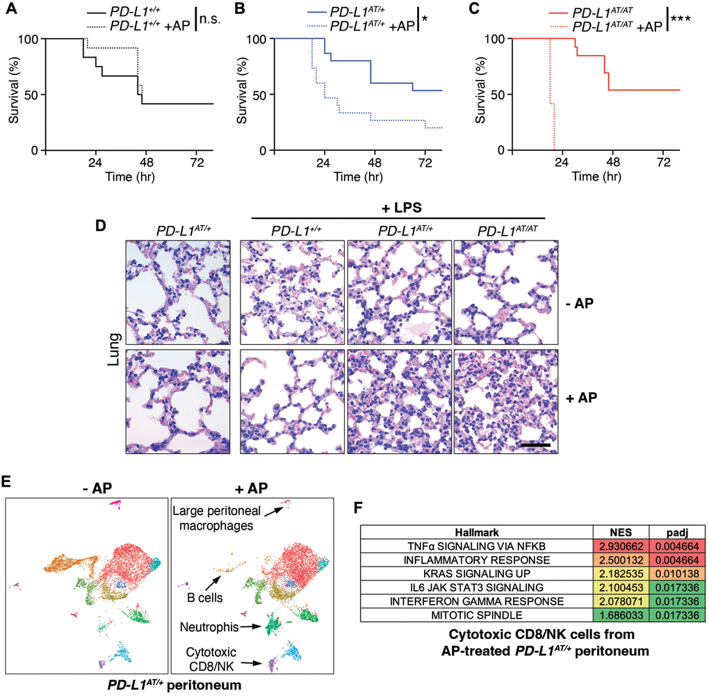 Effects of depleting PD-L1-expressing cells in a model of LPS-induced septicaemia. (A–C) Kaplan-Meier survival curves of PD-L1+/+, PD-L1AT/+ and PD-L1AT/AT mice after LPS injection. Mice were treated via i.p. with AP20187 (2.5 mg/kg) for 3 days and subsequently injected i.p. with 10 mg/kg LPS. The p value was calculated with the Mantel-Cox log rank test. *p ***p D) Hematoxylin/eosin IHC in the lungs from the experiment defined in (A–C). Note the further accumulation of infiltrates in the lungs of AP20187-treated PD-L1AT/+ and PD-L1AT/AT mice after LPS injection. Scale bar (black) indicates 75 μm. (E) Single-cell sequencing analysis of the impact of AP20187 treatment (2.5 mg/kg, 3 days) on the repertoire of peritoneal cells from PD-L1AT/+ mice. Panels show UMAP plots from these analyses are shown and the cell types showing alterations are indicated by arrows. (F) GSEA analysis showing the hallmarks that were most significantly upregulated in cluster 9 (cytotoxic CD8/NK cells) after AP20187 treatment from the experiment defined in (E).