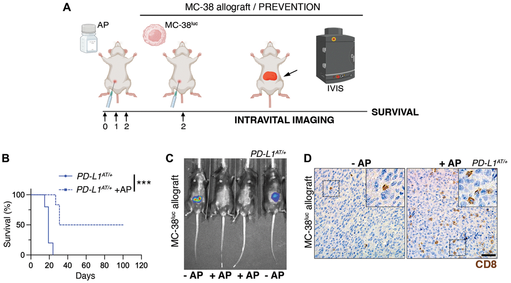 Depleting PD-L1+ cells prolongs survival in an immunocompetent model of peritoneal cancer metastasis. (A) Schematic overview of the prevention experimental workflow. 5 × 105 MC-38luc cells were intraperitoneally injected into mice that were previously injected i.p. for 3 consecutive days with AP20187 (2.5 mg/kg). (B) Kaplan-Meier survival curve of control and AP20187-pretreated PD-L1AT/+ mice after i.p. inoculation of MC-38luc allografts. The p value was calculated with the Mantel-Cox log rank test. ***p C) Representative IVIS image of mice from the experiment defined in (B) at day 4 post-tumor injection. (D) IHC of CD8 in intraperitoneal MC-38luc allografts isolated from control and AP20187-treated PD-L1AT/+ mice. Insets in each panel are magnified to illustrate the presence of tumor-infiltrating CD8+ cells. Scale bar (black) indicates 30 μm.