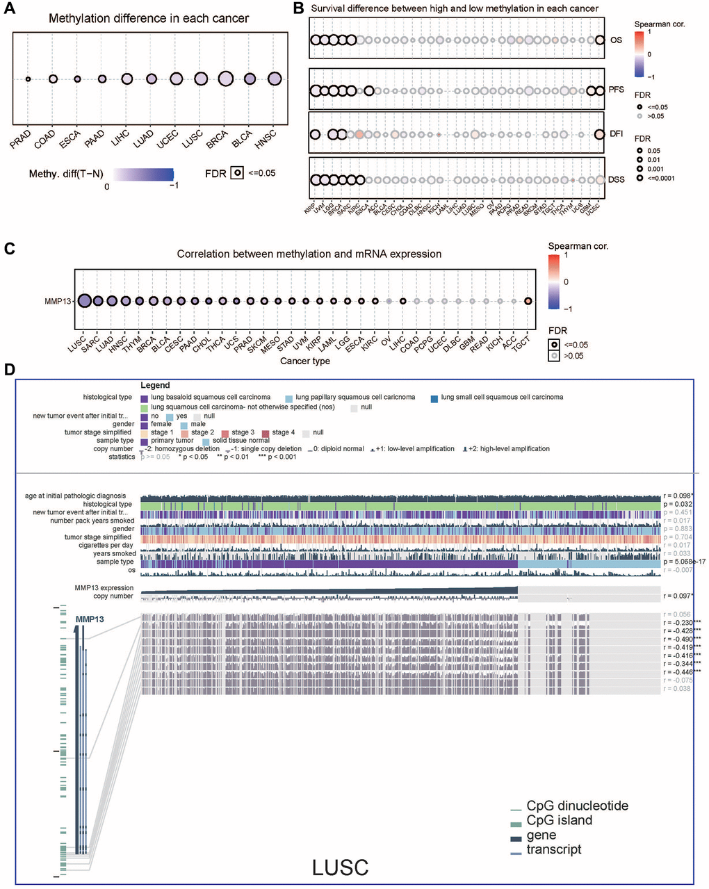 DNA methylation analysis of MMP13 in different tumors. (A) Methylation differences of MMP13 in different cancer tissues compared with normal tissues. Blue dots represent the down-regulation of methylation in tumors, and red dots represent the up-regulation of methylation in tumors; the darker the color, the greater the difference. The size of dots is positively correlated with the FDR significance. (B) Survival difference between MMP13 higher and lower methylation groups in each cancer. Blue dots mean they're negatively correlated, and red dots mean they're positively correlated. (C) Correlation between genome methylation and mRNA expression across different cancers. (D) This chart provides the following key information, including case-relevant clinical data, gene expression, copy number data, survival data, and DNA methylation data, along with Benjamini-Hochberg adjusted P value and Pearson correlation coefficient. (Statistical significance: *p **p ***p 