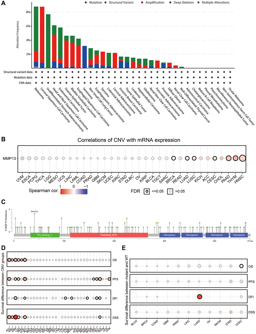 Mutation features of MMP13 in each cancer. (A) The results are displayed as a histogram of the genetic alteration type and frequency of MMP13 in each cancer. CNA, copy-number alterations. (B) Pan-cancer analysis of the correlation between CNV and mRNA expression of MMP13. CNV, copy number variations. CNV is equivalent to CNA in the TCGA database. Blue bubbles represent a negative correlation, and red bubbles represent a positive correlation. Bubble size correlated positively with the FDR significance. The black outline border indicates FDR ≤ 0.05. (C) The mutation diagram of MMP13 in pan-cancer across protein domains from the cBioPortal database. (D) Figure summarizes the survival difference between CNV groups in each cancer. The bubble color from blue to red represents the hazard ratio from low to high. Bubble size is positively correlated with the Cox P value significance. The black outline border indicates Cox P value ≤ 0.05. (E) The survival difference between mutant and wide type groups in pan-cancer. Hazard ratios and Cox p-values displayed by the color and size of bubbles.