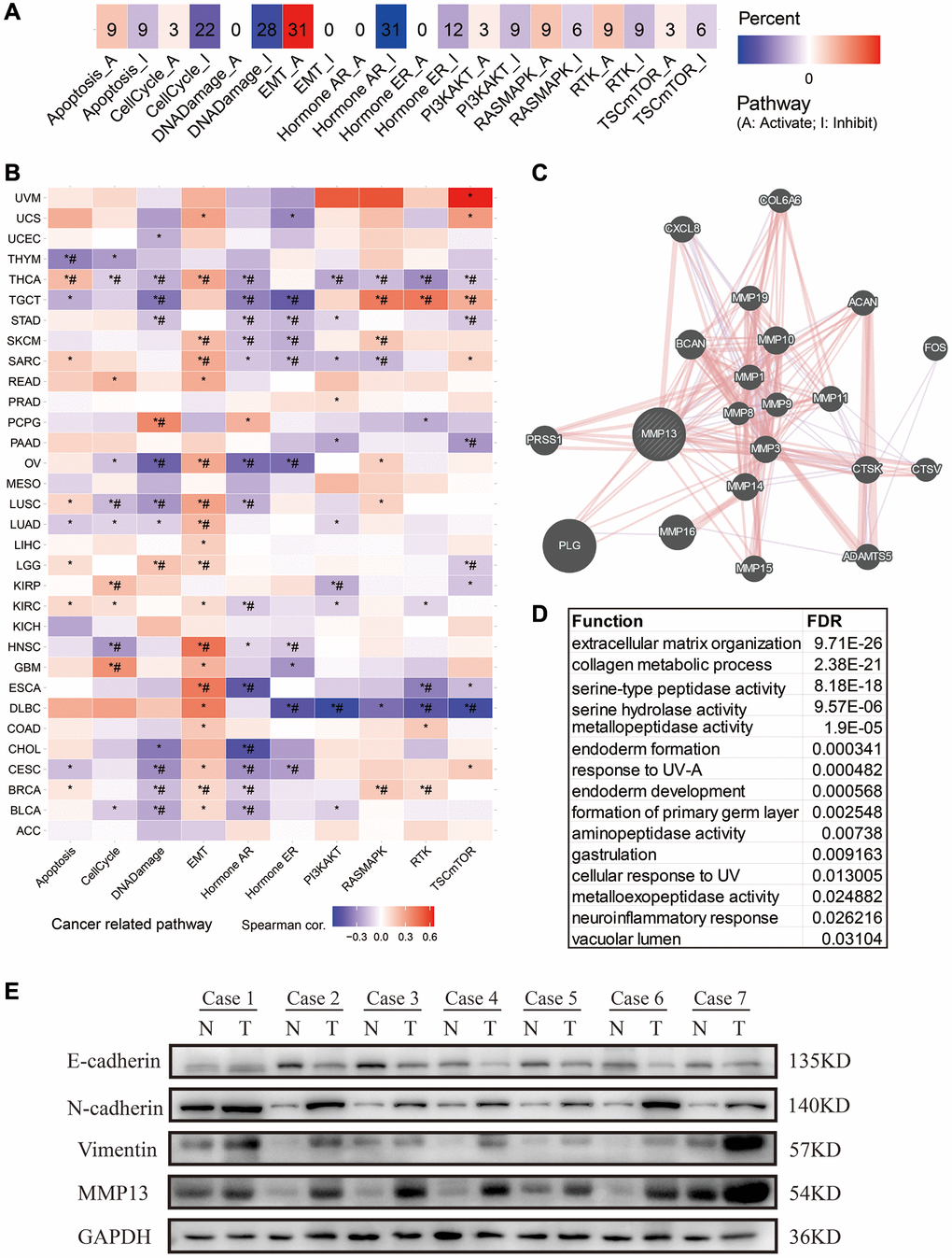 Pathway analysis and PPI network construction for MMP13 in different tumors. (A) The potential effect of upregulation of MMP13 on oncogenic pathway activity was analyzed in pan-cancer. The number in each cell represents the number of cancer types associated with the specific pathway. (B) The association between MMP13-based GSVA score and activity of cancer-related pathways in pan-cancers. *P-value #FDR C) PPI network analysis of interacting genes with MMP13 by GeneMANIA webtool. (D) Functional enrichment analysis of MMP13-related genes in PPI network. (E) Western blotting was used to evaluate the expression of MMP13 and EMT molecular markers in 7 paired human LUAD tissues and adjacent normal tissues. N and T represented cancer tissue and adjacent normal tissue, respectively.