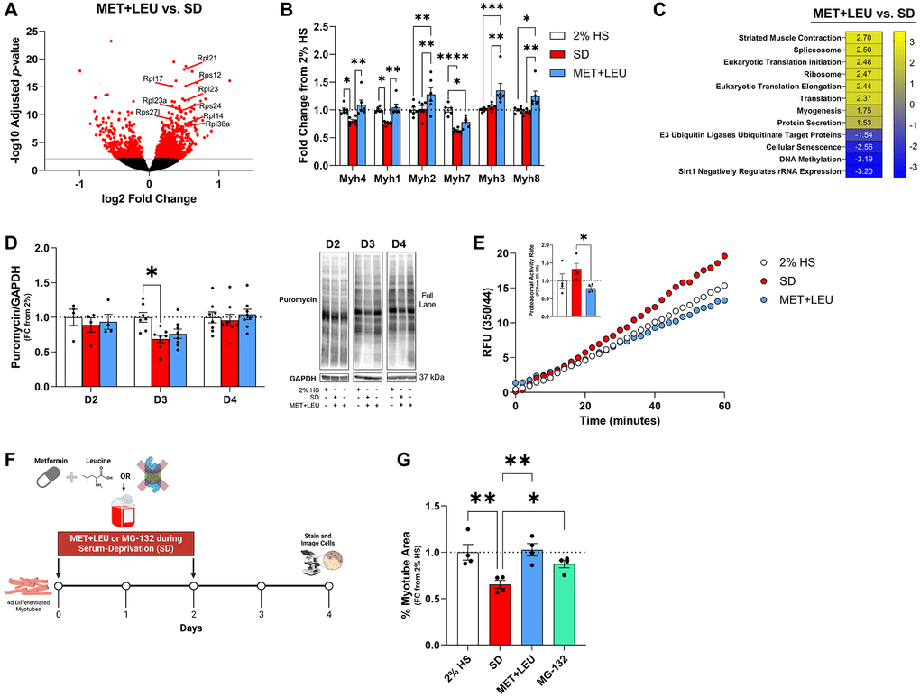 MET+LEU maintained proteostasis during SD. (A) Volcano plot of changed transcripts with MET+LEU vs. SD with a significance cut of -log10Adjusted p-value of 2, highlighting ribosomal subunit genes. (B) Myosin heavy chain genes from RNA-sequencing in 2% HS, SD, and MET+LEU. (C) Pathways altered with MET+LEU vs. SD related to proteostasis, numbers are representative of normalized enrichment scores (NES). (D) Puromycin incorporation after 2-days (D2), 3-days (D3), and 4-days (D4) of SD and representative western blot. (E) Proteasome activity assay results represented as relative fluorescent units, (E inset) calculated proteasomal activity rate. (F) Experimental schematic of 16.8 μM MG-132, or 0.1 + 0.5 μM MET+LEU treatment with SD. (G) Myotube area during 4 days SD, MET+LEU, or MG-132. ****p **p *p N = 6/group for (A–D), N = 4/group for (E and F).