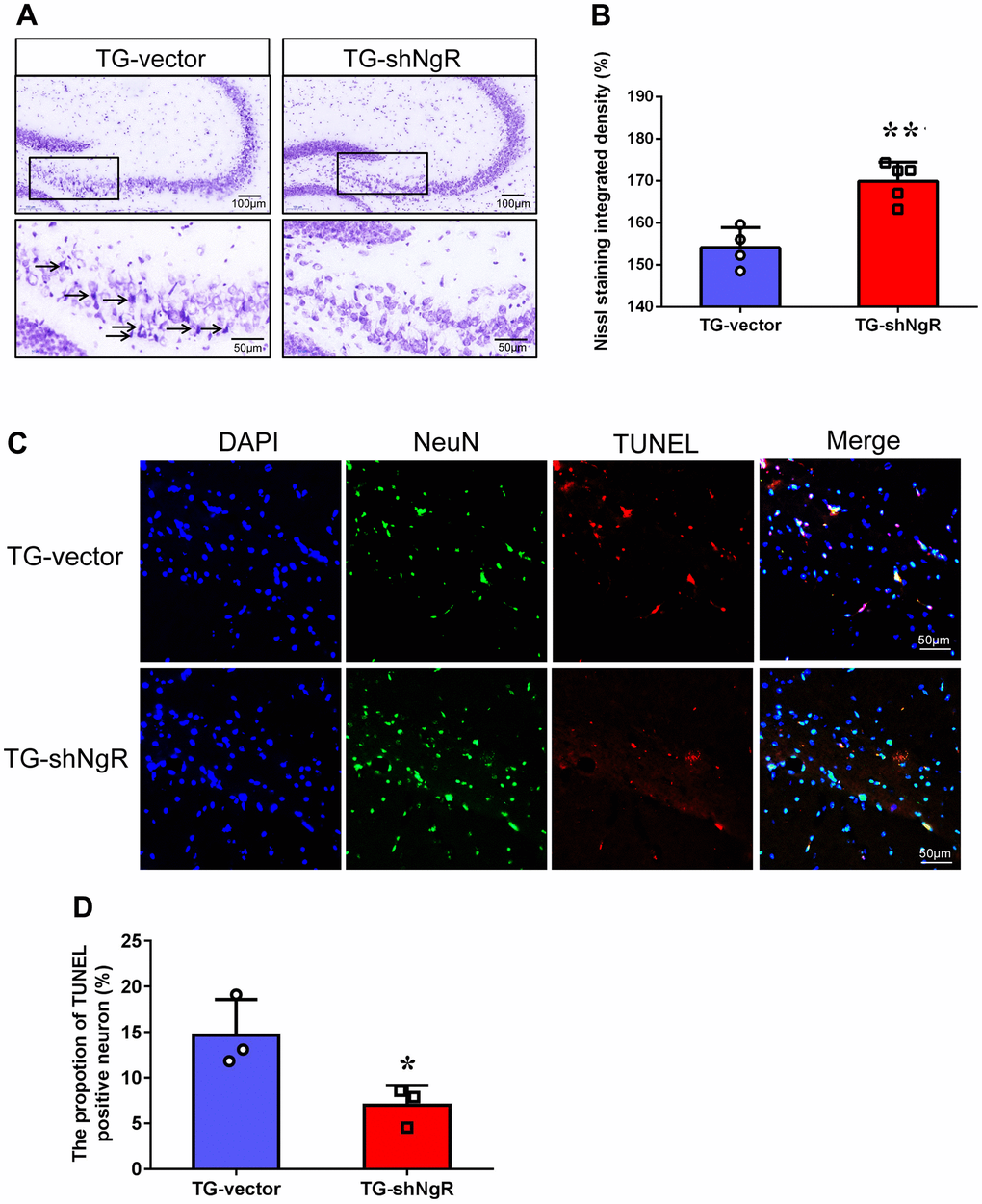 NgR reduction alleviates neuronal apoptosis in APP/PS1 transgenic mice. (A) The images are Nissl staining of TG-vector mice and TG-shNgR mice. The arrow points to neurons stained dark with karyopyknosis and blurred Nissl bodies. (B) Quantitative analysis of Nissl staining integrated densities in the hippocampus. (C) Neuronal apoptosis in the hippocampus was determined using TUNEL-NeuN double staining in APP/PS1 transgenic mice. (D) Quantitative analysis of TUNEL positive neurons in the hippocampus. Data are presented as mean ± SEM. n = 3-5 male mice/group. The statistical analysis was performed by Student’s t test. *P P 