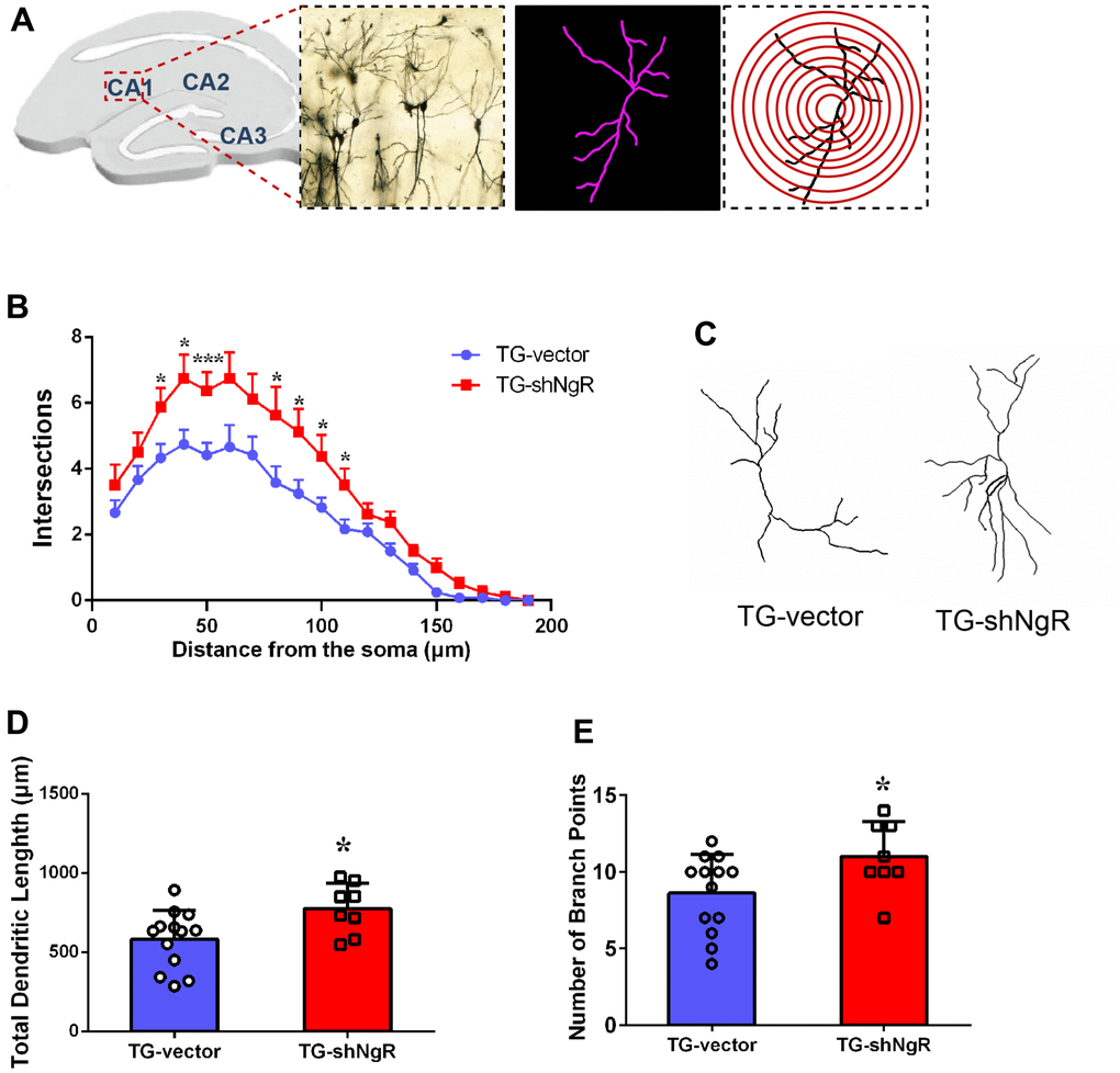 NgR improves dendritic growth and complexity of neuron in APP/PS1 transgenic mice. (A) Representative image of neurons in the hippocampus, and concentric rings for Sholl analysis. (B) Quantification of dendritic complexity by Sholl analysis. (C) Representative images of dendrite showing complex neuron processes. (D) Analysis of the total dendritic length from TG-shNgR mice and TG-vector mice. (E) Analysis of the number of branch points from TG-shNgR mice and TG-vector mice. Data are presented as mean ± SEM. n = 3-5 male mice/group. The statistical analysis was performed by Student’s t test. *P P 