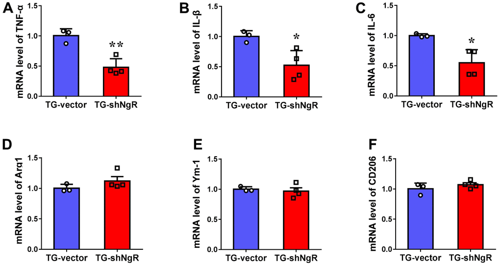 Knockdown of NgR in the perforant path prevents inflammatory reaction in APP/PS1 transgenic mice. (A–F) The mRNA levels of M1 (TNF-α, IL1β and IL-6) and M2 (Arg1, Ym-1 and CD206) markers in the hippocampus determined by RT-PCR. Data are presented as mean ± SEM. n = 3-4 male mice/group. The statistical analysis was performed by Student’s t test. *P P 