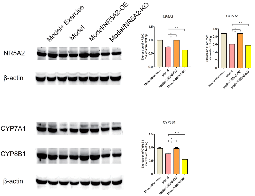 Western blot (WB). The expression levels of NR5A2, CYP7A1, and CYP8B1were up-regulated after exercise (P 