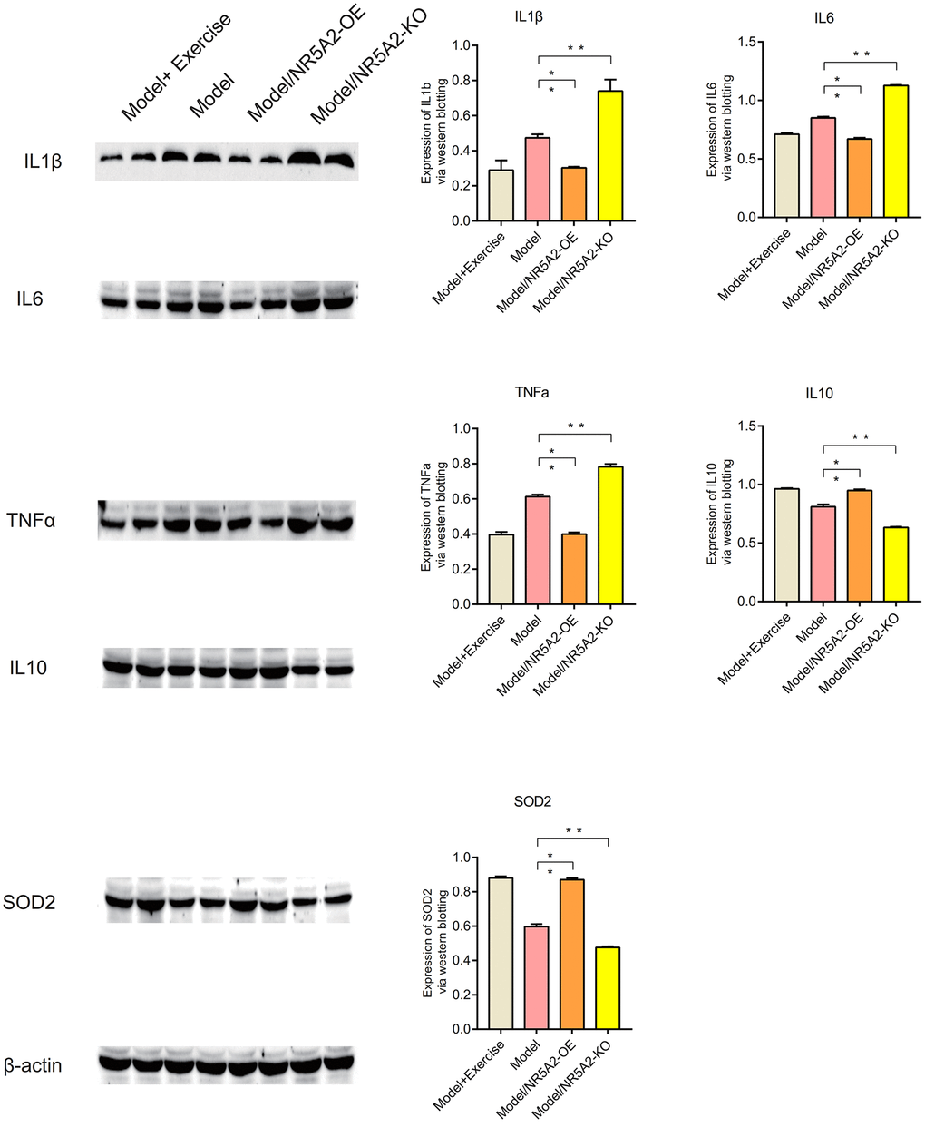 Western blot (WB). The expression levels of IL1β, IL6 and TNFa are down-regulated after exercise. IL10 and SOD2 were up-regulated after exercise (P 