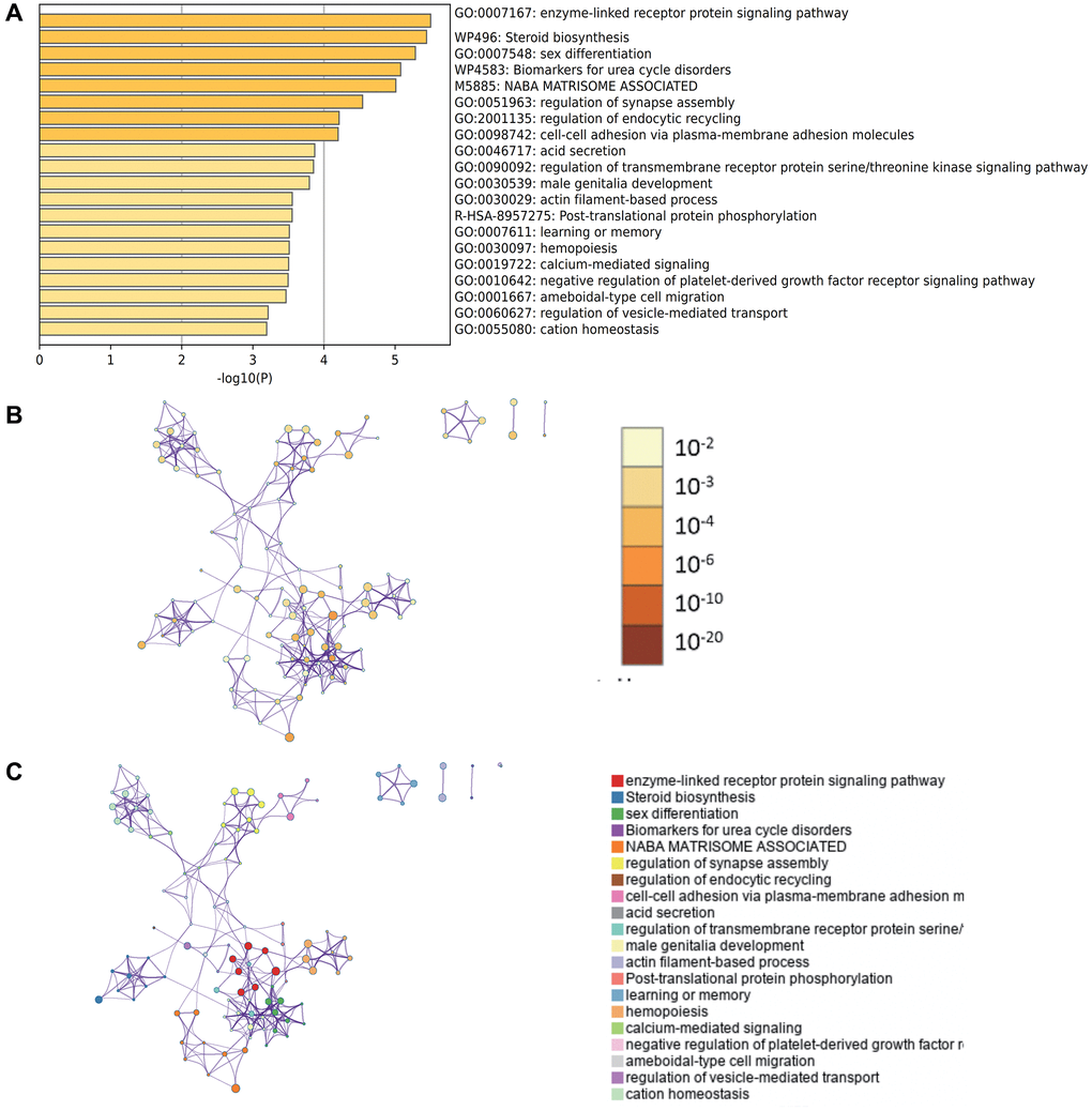 Enrichment analysis by Metascape. (A) GO enrichment terms (B) enrichment networks colored by enrichment terms (C) have enrichment networks colored by p-values.