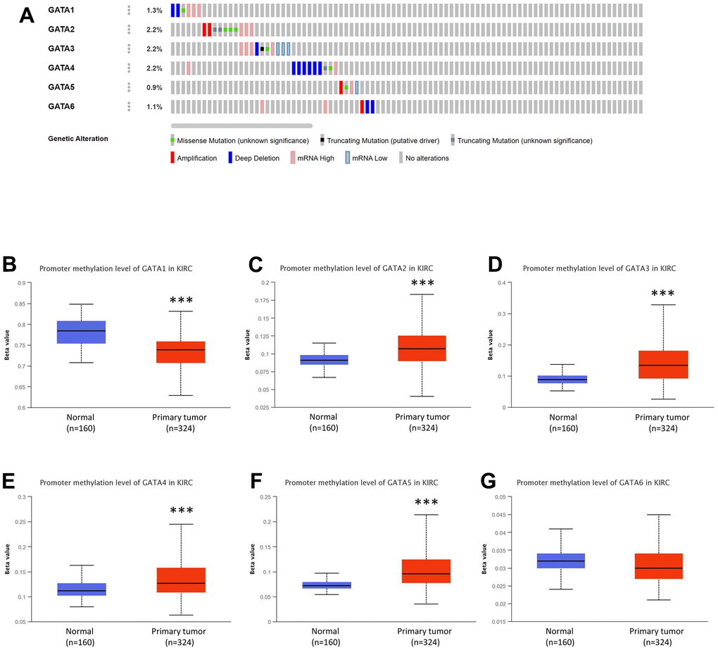 Genetic alterations and DNA methylation levels of distinct GATA family members in KIRC. (A) Summary of the alteration rates for GATA1–6 in KIRC (cBioPortal). (B–G) DNA methylation changes in GATA1-6 in KIRC assessed using the UALCAN database. *** p 