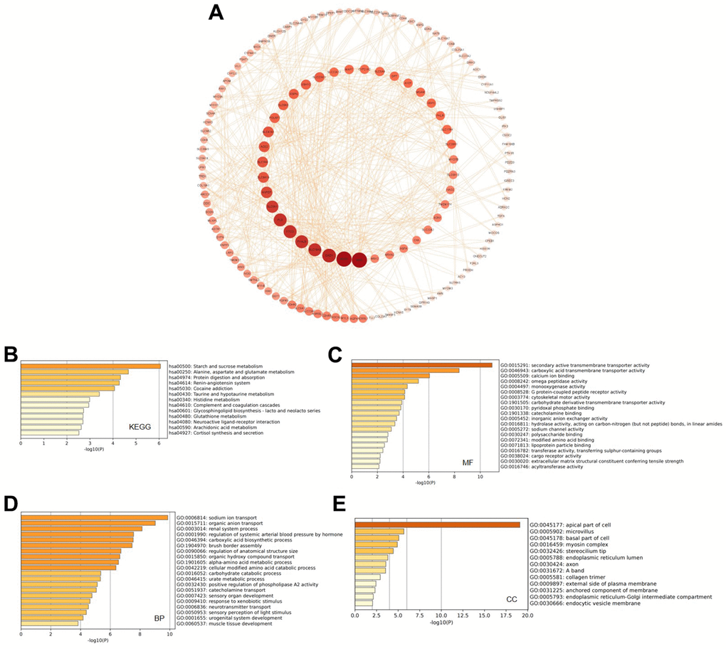 Predicted functions and pathways of GATAs and GATA-associated co-expressed molecules in KIRC. (A) 277 GATA-associated co-expressed molecules that were most frequently altered in KIRC were identified using the cBioPortal database. The PPI network was generated from the GATA family members and their associated co-expressed genes, which was constructed using the Cytoscape database. (B–E) GO functional enrichment analysis and K EGG pathway analysis of GATA-associated co-expressed molecules were conducted using the Metascape database. KIRC, kidney renal clear cell carcinoma; PPI, protein-protein interaction; GO, Gene Ontology; KEGG, Kyoto Encyclopedia of Genes and Genomes.