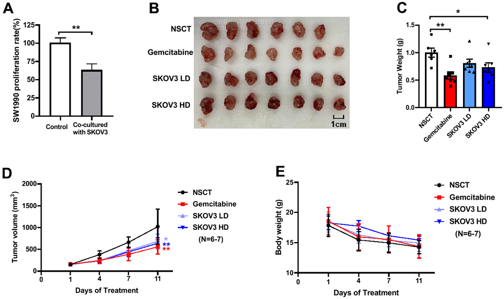 The results of the cell experiment and animal experiment based on SKOV3GFP cells and wild-type SKOV3 cells. The inhibition of SKOV3 cell on SW1990 cell in vitro (A). After 11 days of treatment, the mice were euthanized for analysis of tumors. The images of harvested tumors (B). Tumor weights are shown as means ± SD (C). n =6-7, *p **p D). The points and bars represent means ± SD. n =6-7, *p **p E).