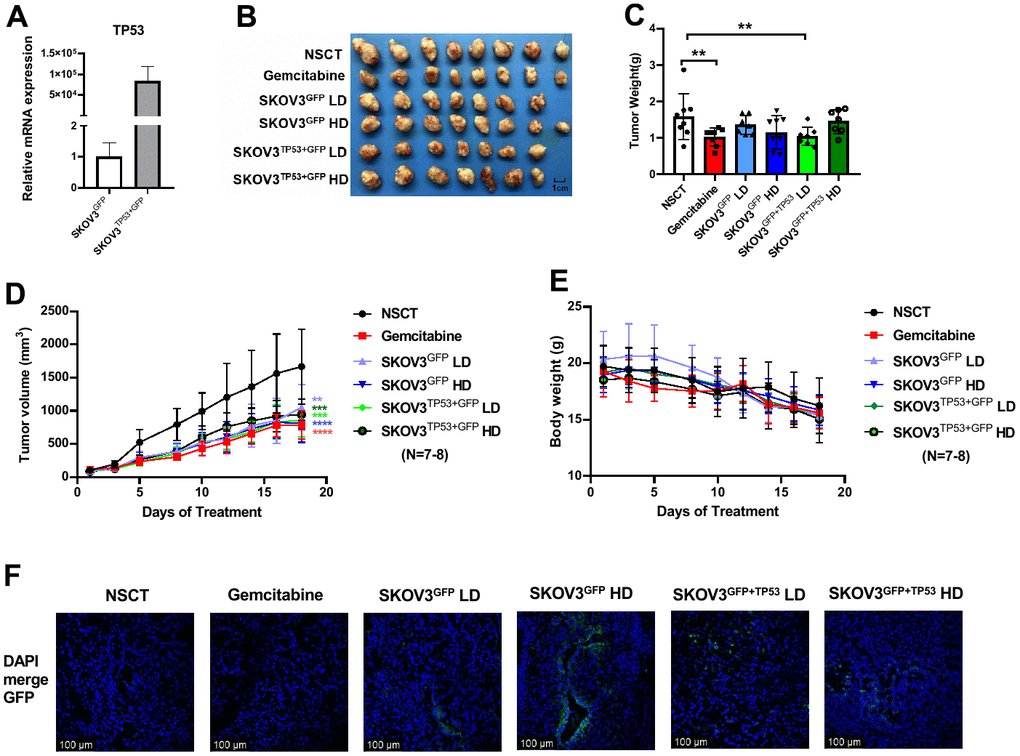 The results of the animal experiment based on African elephant TP53 transgenic SKOV3 cells. The q-PCR analysis showed the mRNA expression levels of TP53 in SKOV3 cell after the transfection of lentivirus (A). After 18 days of treatment, the mice were euthanized for analysis of tumors. The images of harvested tumors (B). Tumor weights are shown as means ± SD (C). n =7-8, **p D). The points and bars represent means ± SD. n =7-8, **p E). Representative images of xenograft of each group in fluorescence confocal (F). Nuclei were stained with DAPI (blue). Bars =100 μm.