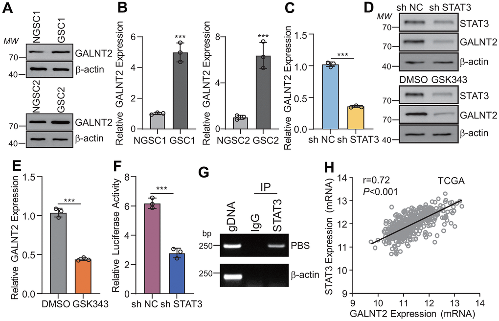GALNT2 is a downstream gene of STAT3. (A, B) Both GALNT2 mRNA (A) and protein (B) levels were upregulated in GSCs as compared with their corresponding non-GSC cells. (C, D) Silencing STAT3 dramatically inhibits GALNT2 mRNA (C) and protein (D) expression. sh NC means non targeting control shRNA, sh STAT3 indicates STAT3 shRNA. (D, E) GALNT2 mRNA (E) and protein (D) expression was inhibited by treated GSC1 cells with 5 mM GSK343 for 48 h. (F) Luciferase construct containing full-length of GALNT2 promoter and STAT3 overexpression plasmid was co-transfected into GSC1 cells for 48 h. Transcriptional activation of STAT3 was determined by dual-luciferase reporter assay. (G) STAT3 directly binds to the GALNT2 promoter. (H) GALNT2 mRNA was positively correlated with STAT3 mRNA in the TCGA database. MW indicates molecular weight. *** p 