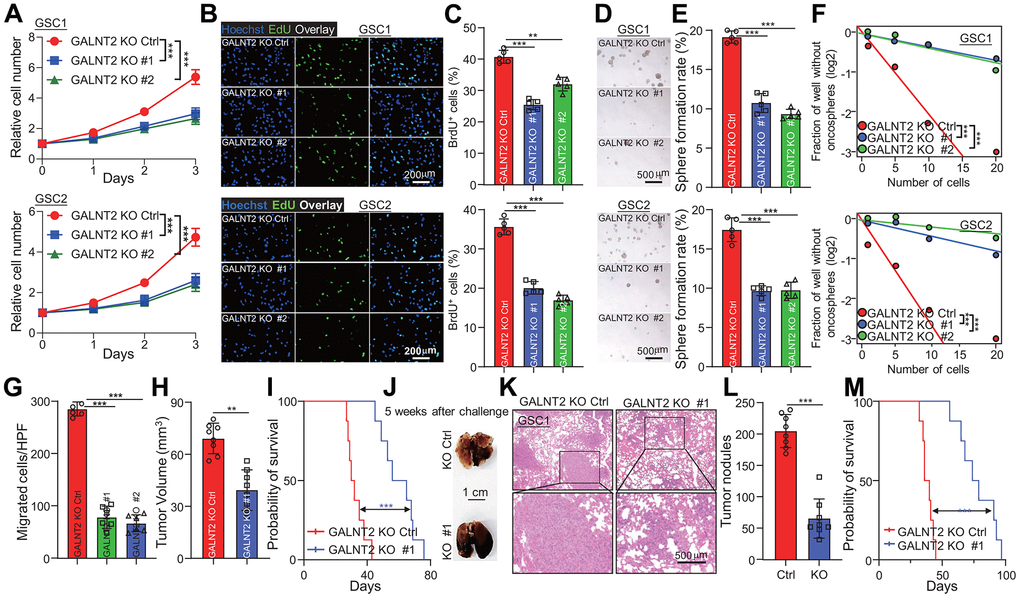 GALNT2 is essential for GSCs malignant behaviors. (A–C) Targeting GALNT2 clearly reduced indicated GSCs cell proliferation rate. As shown by cell proliferation assay (A, B) and EdU staining assay (C). Scale bar: 200 μm. (D) Depletion of GALNT2 markedly suppressed indicated GSC cells tumor oncosphere formation ability. Scale bar: 500 μm. (E) Quantification data for (D). (F) Indicated GSC cells tumor oncospheres formation ability was markedly blocked by depletion of GALNT2 determined by in vitro limiting dilution assay. (G) A total of 1.5 × 105 GSC1 cells with or without depletion of GALNT2 were intracranially injected into NOD/NSG mice. Tumor growth was examined 5 weeks after the challenge, and representative H&E-stained coronal brain sections with tumor xenografts are shown. (H) Tumor volume was calculated. n=8 mice per group. (I) A total of 1.5 × 105 GSC1 cells with or without depletion of GALNT2 were intracranially injected into NOD/NSG mice. Mouse survival time was recorded and presented with Kaplan-Meier survival curves. n=8 mice per group. (J) Images of lung of mice challenged with GSC1 cells expressed with or without GALNT2 knock out plasmid through intravenous injection. Mice were sacrificed at day 36 after intravenous injection of 1.5 × 105 GSC1 cells, and the lung of mice was taken out to count tumor nodules. Scale bar: 1 cm. (K) Representative images of H&E-stained lung sections with tumor xenografts are shown. (L) Quantification of tumor nodules on NOD/NSG mice administrated with GSC1 cells expressed with or without GALNT2 knock-out plasmid. n= 8 per group. (M) Survival of NOD/NSG mice injected with GALNT2 knock-out or control cells after intravenous injection of 1.5 × 105 GSC1 cells. ** and *** indicate p 