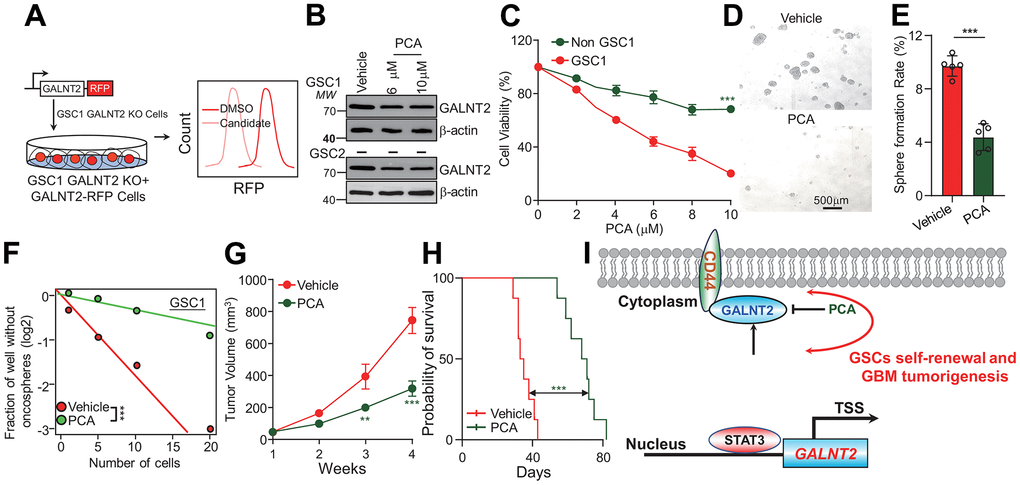 PCA inhibits glioma progression by suppressing GALNT2 expression. (A) Schematic illustration of GALNT2 inhibitor screening. RFP tagged GALNT2 plasmid was introduced into GSC1 GALNT2 knock out cells to establish GALNT2 re-expression cells. GSC1-GALNT2-RFP cells were treated with 10 μM of each FDA-approved drug candidate for 48 h, and then those cells were subjected to flow cytometry to screen GALNT2-specific inhibitors according to RFP intensity. (B) PCA treatment inhibits GALNT2 expression in GSC. (C) PCA treatment preferentially eliminates GSC, but does not impair non-GSC. (D) PCA treatment inhibits GSC oncosphere formation rate. Scale bar: 500 μm. GSC1 cells were treated with 6 mM PCA or DMSO for 48 h. (E) Quantification data of (D). (F) PCA treatment inhibits GSC self-renewal determined by in vitro limiting dilution assay. GSC1 cells were treated with 6 mM PCA or DMSO for 48 h. (G) PCA treatment suppresses GBM patient derived xenograft growth. Mice were intravenously injected with 10 mg/kg PCA or 5 % DMSO after 2 weeks of GSC1 cells were administrated into mice. n=5. (H) A total of 1.5 × 105 GSC1 cells with or without depletion of GALNT2 were intracranially injected into NOD/NSG mice. Mice were injected with or without 10 mg/kg PCA every day for 8 days after administration of GSC1 cells in situ. Mice’s survival time was recorded and presented with Kaplan-Meier survival curves. (I) Working model of GALNT2 in sustaining GSCs. STAT3 transcriptionally activates GALNT2 expression in glioma stem cells, which then binds to and stabilizes CD44 and leads to glioma malignant development. TSS indicates transcription start site. n=8. *** p 