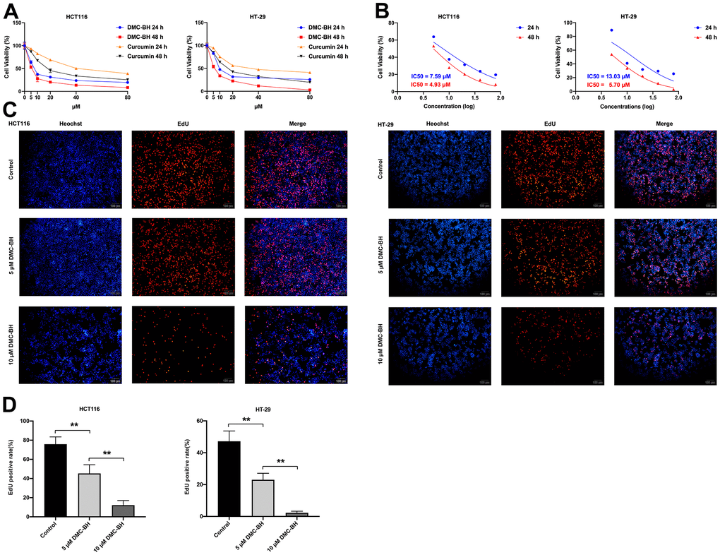 DMC-BH inhibits the proliferation of HCT116 and HT-29 cells. (A) Effects of DMC-BH and curcumin on the viability of HCT116 and HT-29 cells. (B) IC50 values of DMC-BH in HCT116 and HT-29 cells at 24 h and 48 h. (C) EdU assay of HCT116 and HT-29 cells after DMC-BH treatment. (D) EdU-positive rates in HCT116 and HT-29 cells after DMC-BH treatment.