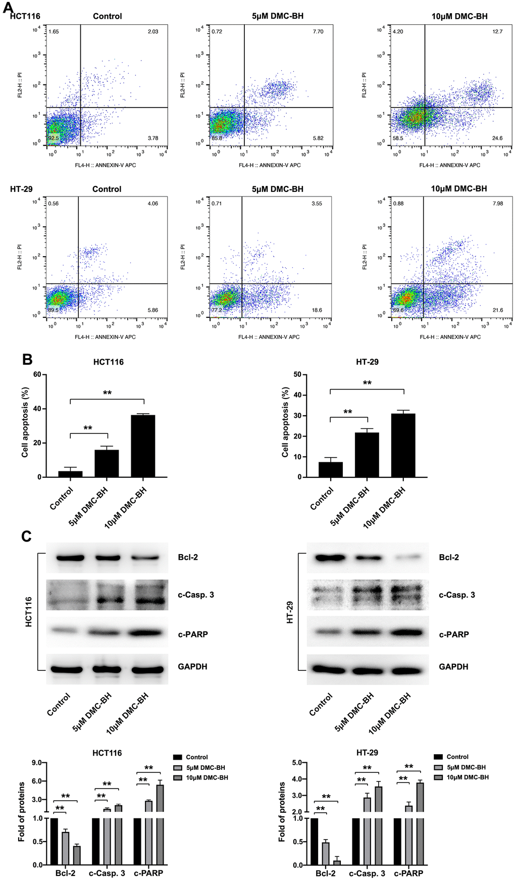 DMC-BH induces the apoptosis of CRC cells. (A) Flow cytometry assay of HCT116 and HT-29 cells after DMC-BH treatment. (B) Apoptosis rates of HCT116 and HT-29 cells after DMC-BH treatment. (C) Western blot analysis of the apoptosis-related proteins Bcl-2, c-PARP, and c-Casp. 3.