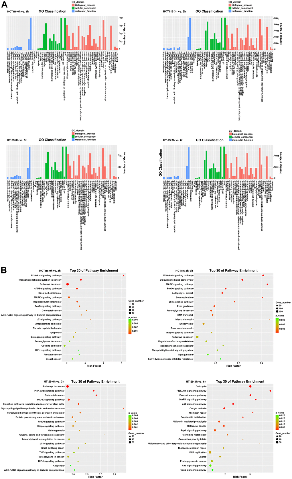 Identification of DEGs in CRC cells after DMC-BH treatment. (A) GO analysis. (B) KEGG analysis.