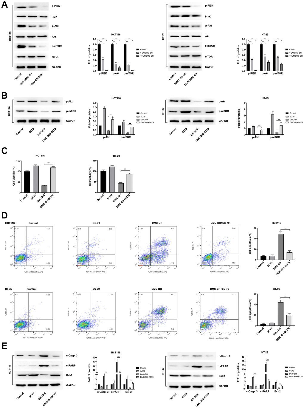 DMC-BH inhibits PI3K-Akt signaling in CRC cells. (A) Western blot analysis of phosphorylated levels of p-PI3K, p-Akt, and p-mTOR after DMC-BH treatment. (B) The phosphorylated levels of p-Akt and p-mTOR measured after incubation with the Akt pathway activator SC79 (10.96 μM). (C) Cell viability analysis of CRC cells treated with DMC-BH and SC79 in combination. (D) Flow cytometry analysis of CRC cells treated with DMC-BH and SC79 in combination. (E) Western blot analysis of the relevant apoptotic proteins (Bcl-2 and c-Casp. 3 and c-PARP) after DMC-BH and SC79 combined treatment.
