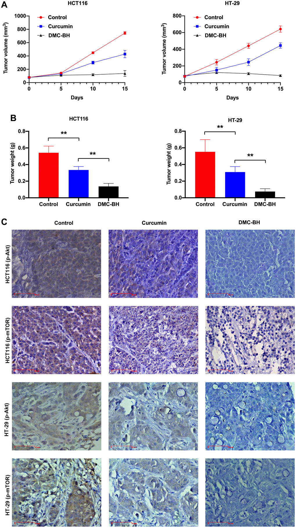 DMC-BH inhibits the growth of xenografts derived from HCT116 and HT-29 cells. (A) Volumes of xenografts derived from CRC cells treated with 20 mg/kg DMC-BH or curcumin. (B) Xenograft weights of CRC cells treated with 20 mg/kg DMC-BH or curcumin. (C) Immunohistochemical analysis of p-AKT and p-mTOR expression in xenografts.