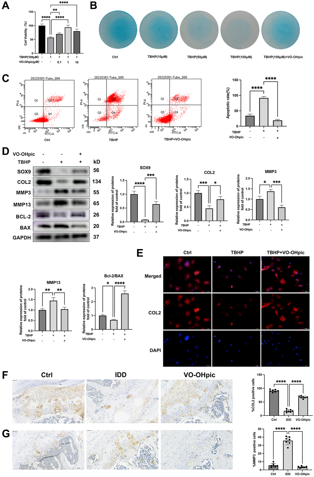 VO-OHpic inhibited oxidative stress induced endplate chondrocytes apoptosis and CEP degeneration. (A) CEP chondrocytes were isolated and treated with 100 μM TBHP with increasing concentrations (0, 0.1, 1, 10 μM) of VO-OHpic for 24 hours, CCK assay was conducted to evaluate the cell viability. (B) CEP chondrocytes were treated with increasing concentrations of TBHP and 1 μM VO-OHpic for 7 days and Alcian blue staining was conducted to examine the ECM production. (C) Flow cytometric analysis of endplate chondrocytes stained with Annexin V-FITC/PI. Percentage of apoptosis rates was expressed as means ± SD from three independent experiments. (D) CEP chondrocytes were pretreated with VO-OHpic (1 μM) for 18 hours, then 100 μM TBHP was added for 6 hours. Western blot was conducted to examine the protein levels of SOX9, COL2, MMP3, MMP13, BCL-2 and BAX. The band density of SOX9, COL2, MMP3, MMP13 and the ratio of BCL-2/BAX were quantified and normalized to control. (E) CEP chondrocytes were pretreated with VO-OHpic (1 μM) for 18 hours, then 100 μM TBHP was added for 6 hours. Immunofluorescence staining was conducted to examine the expression of COL2 (red). Scale bar = 20 μm. (F, G) Immunohistochemistry for COL2 and MMP3 in cartilage endplate from each group. Scale bar = 20 μm. The ratio of positive cells for COL2 and MMP3 was quantified under a microscope at 400× magnification using five sections from seven mice. Data are presented as mean ± SD from three independent experiments. *P **P ***P ****P 