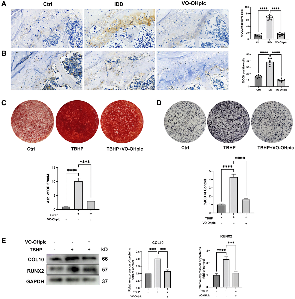 VO-OHpic inhibited oxidative stress induced cartilage endplate calcification. (A, B) Immunohistochemistry for COL10 and OCN in cartilage endplate from Ctrl group, IDD group and IDD+VO-OHpic group. Scale bar = 50 μm. The ratio of positive cells for COL10 and OCN were quantified under a microscope at 400× magnification using five sections from seven mice. (C) Alizarin Red staining for calcium deposition in endplate chondrocytes. Semi-quantitative analysis of the mineralized nodule in endplate chondrocytes. (D) ALP staining in endplate chondrocytes. Semi-quantitative analysis of alkaline phosphatase (ALP) activity in endplate chondrocytes. (E) CEP chondrocytes were treated with TBHP (100 μM) and VO-OHpic (1 μM) for 24 h and western blot was conducted to examine the protein levels of COL10 and RUNX2. The band density of COL10 and RUNX2 was quantified and normalized to control. Data are presented as mean ± SD from three independent experiments. ***P ****P 