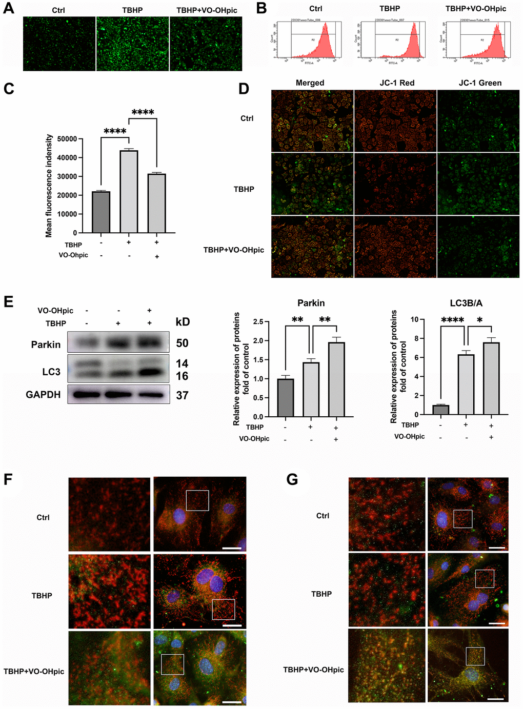 VO-OHpic treatment promoted mitophagy in CEP chondrocytes. (A) CEP chondrocytes were treated with TBHP (100 μM) and VO-OHpic (1 μM) for 24 h, representative fluorescence microscopy photomicrographs of intracellular ROS in chondrocytes. (B) ROS was detected by flow cytometric analysis after labeling with DCFH-DA. (C) The bar graphs show the mean fluorescence intensity of ROS levels in endplate chondrocytes. (D) Representative fluorescence microscopy photomicrographs of mitochondrial membrane potential (MMP) after incubating with JC-1. Red fluorescence was emitted by JC-1 aggregates in healthy mitochondria with polarized inner mitochondrial membranes, whereas green fluorescence was emitted by cytosolic JC-1 monomers, indicating MMP collapse. (E) CEP chondrocytes were pretreated with VO-OHpic (1 μM) for 18 hours, then 100 μM TBHP was added for 6 hours, western blot was conducted to examine the protein levels of parkin and LC3. The band density of parkin and LC3 was quantified and normalized to control. (F, G) Immunofluorescence staining was conducted to examine the expression and localization of LC3B, parkin (green) and mitochondria (red). Scale bar = 25 μm. Data are presented as mean ± SD from three independent experiments. *P **P ****P 