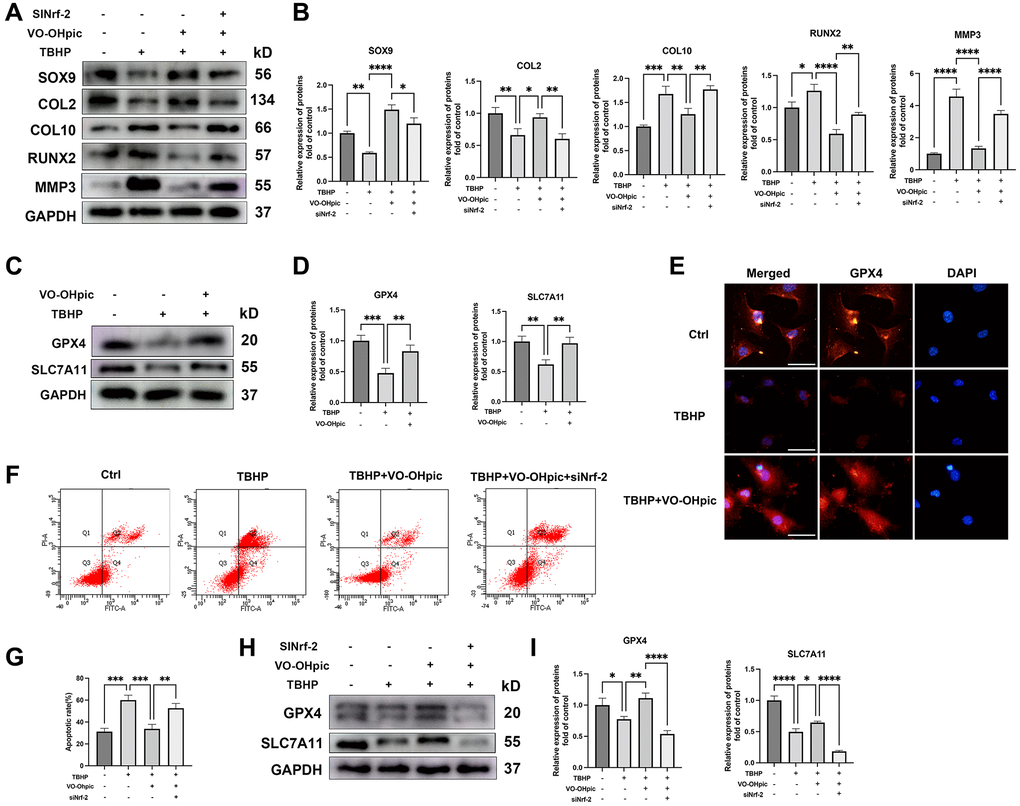 VO-OHpic inhibited oxidative stress induced CEP degeneration and chondrocytes ferroptosis via activating Nrf-2. Chondrocytes were transfected with Nrf-2 siRNA, and treated with TBHP (100 μM) and VO-OHpic (1 μM). (A) Western blot was conducted to examine the protein levels of SOX9, COL2, COL10, RUNX2 and MMP3. (B) The band density of Nrf-2, HO-1, parkin and LC3 was quantified and normalized to control. (C) CEP chondrocytes were treated with TBHP (100 μM) and VO-OHpic (1 μM) for 24 h and western blot was conducted to examine the protein levels of GPX4 and SLC7A11. (D) The band density of GPX4 and SLC7A11 was quantified and normalized to control. (E) Immunofluorescence staining was conducted to examine the expression and localization of GPX4 (red). (F, G) Flow cytometric analysis of endplate chondrocytes stained with Annexin V-FITC/PI. Percentage apoptosis rates were expressed as means ± SD. (H) Chondrocytes were transfected with Nrf-2 siRNA, and treated with TBHP (100 μM) and VO-OHpic (1 μM), western blot was conducted to examine the protein levels of GPX4 and SLC7A11. (I) The band density of GPX4 and SLC7A11 was quantified and normalized to control. Data are presented as mean ± SD from three independent experiments. Scale bar = 20μm. *P **P ***P ****P 