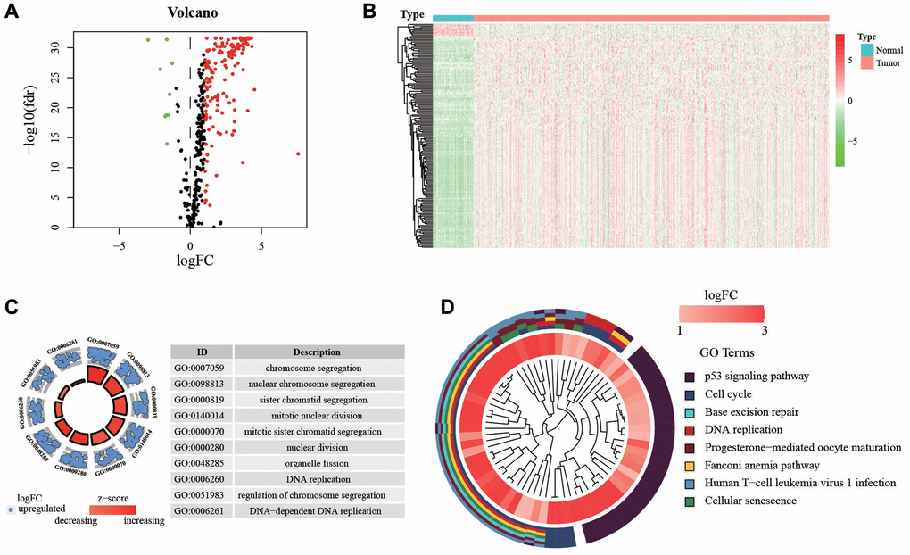 Expression of genes and function enrichment. (A) Volcano plot and (B) heatmap showing the DEGs between LUAD and normal lung samples. Red dots represent up-regulated and green dots represent down-regulated DEGs, black dots represent no difference, respectively (log FC >1, P C) GO analysis showing the differentially expressed hypoxia-related genes. (D) The significantly enriched pathways of the DEGs determined by KEGG analysis. Abbreviations: GO: gene ontology; KEGG: Kyoto Encyclopedia of Genes and Genomes.